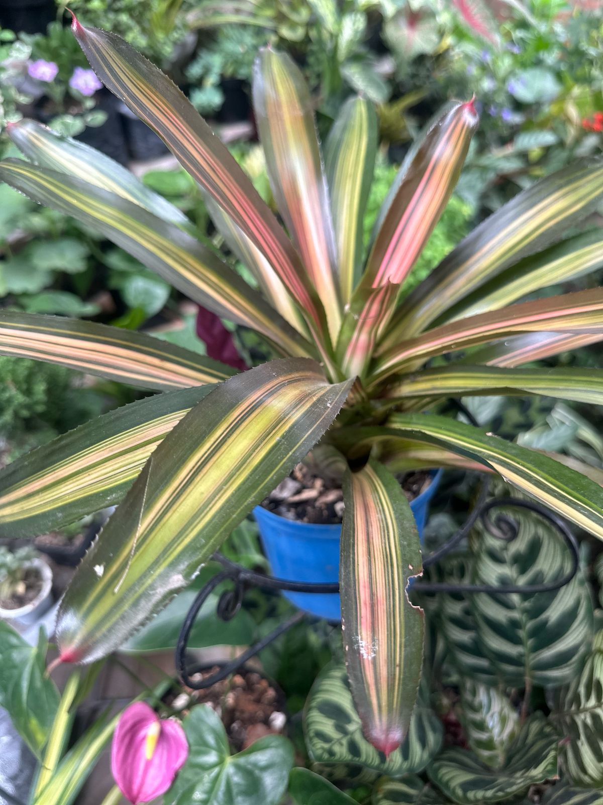 Bromelia