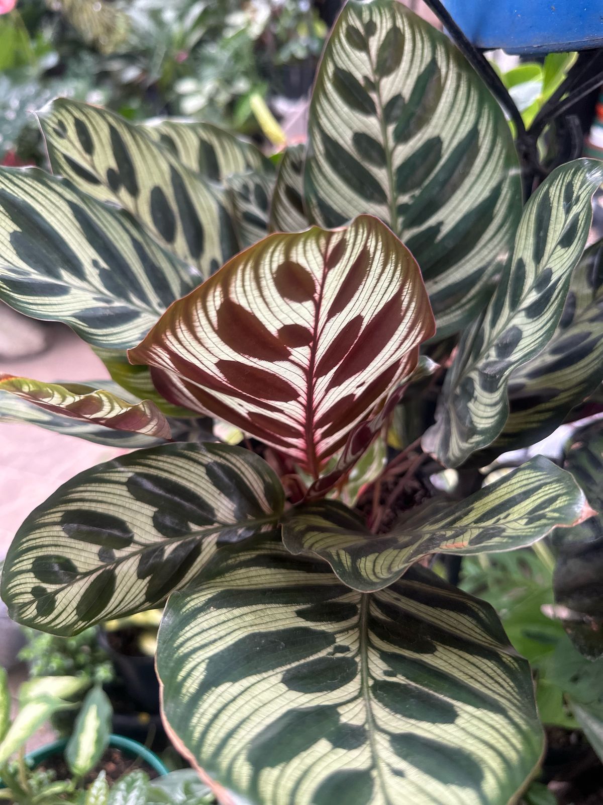 Calatea Makoyana