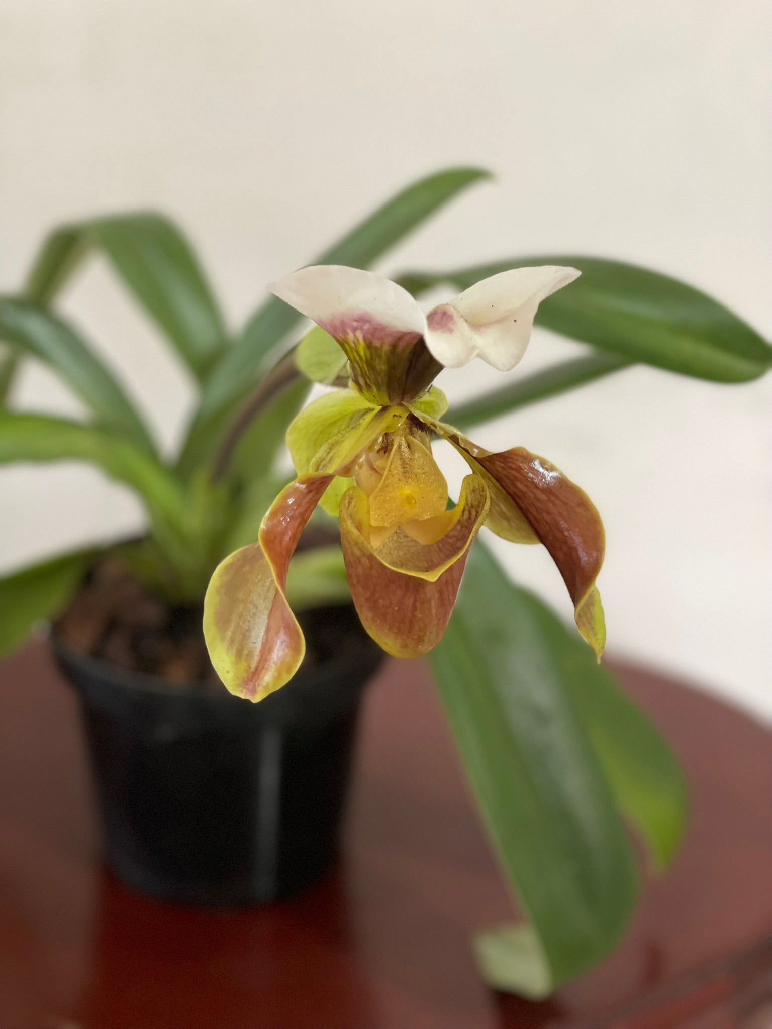 Orquidea "Zapatico"