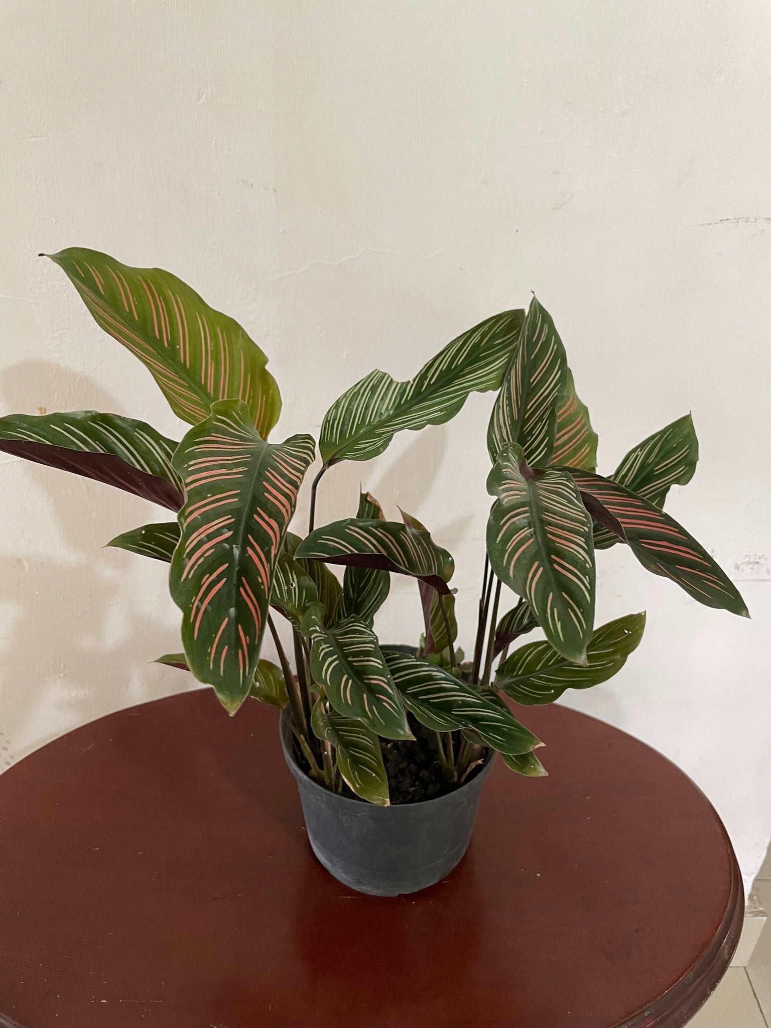Calathea Ornata