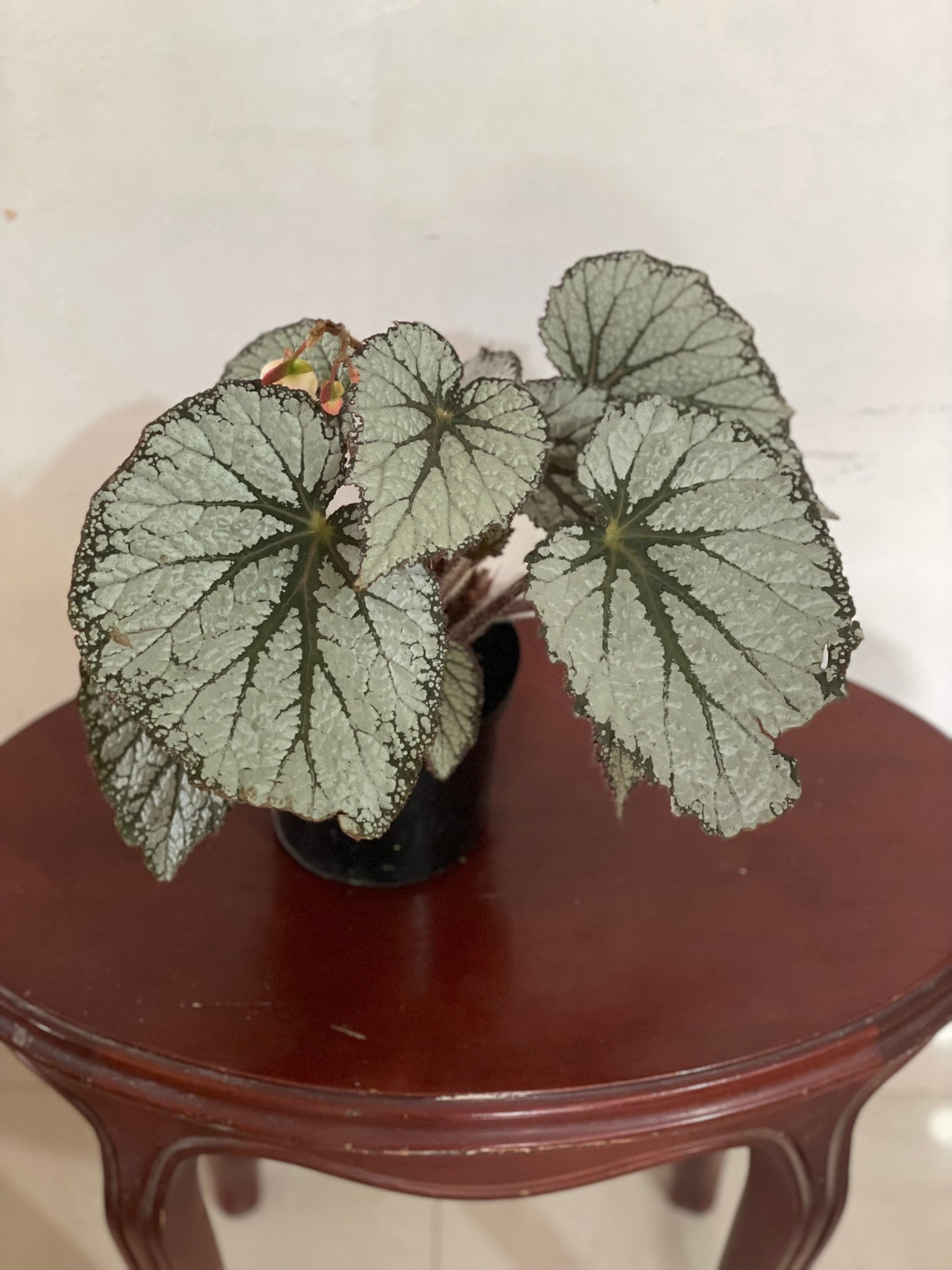 Begonia Rex