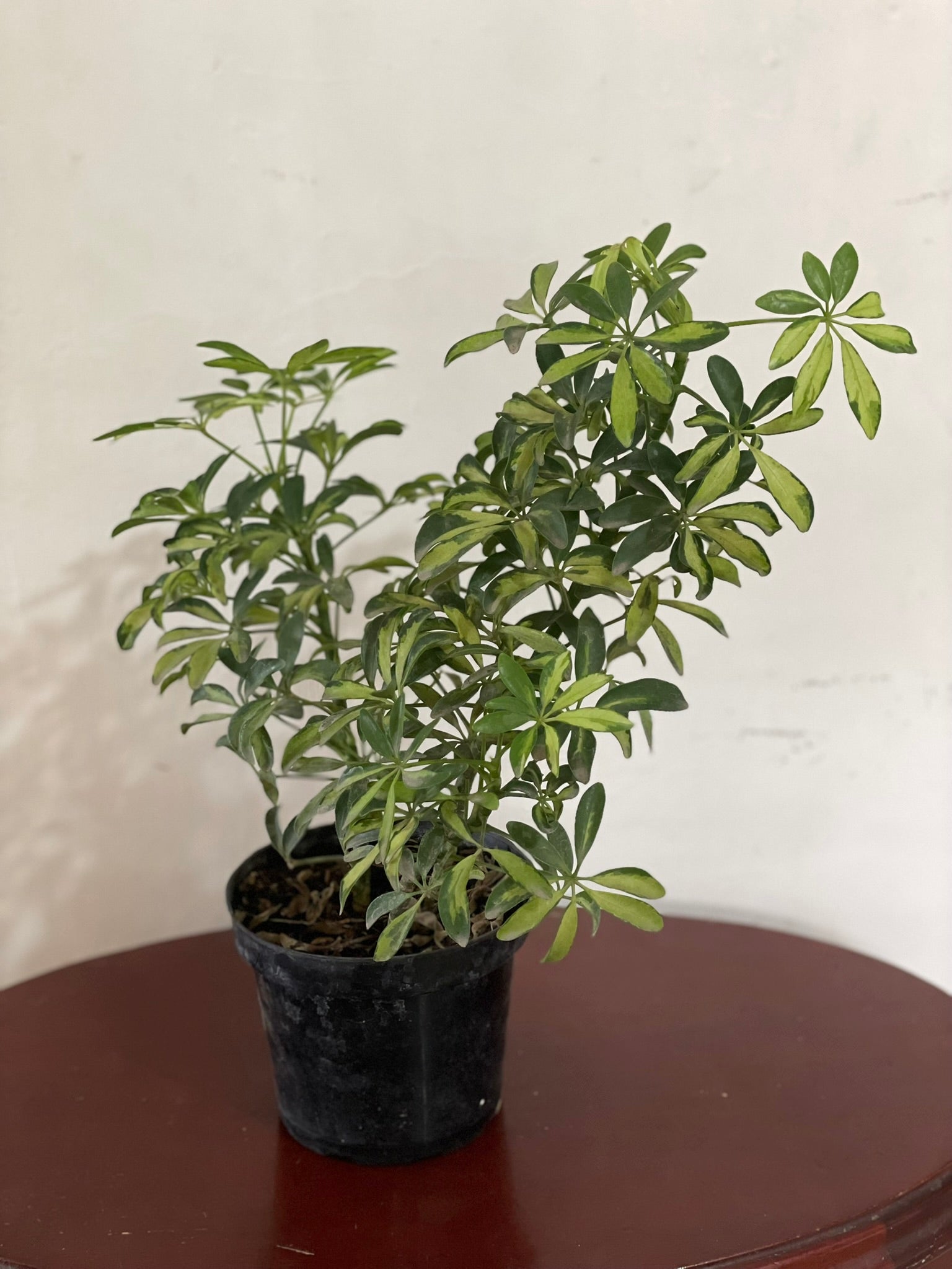 Schefflera Arboricola