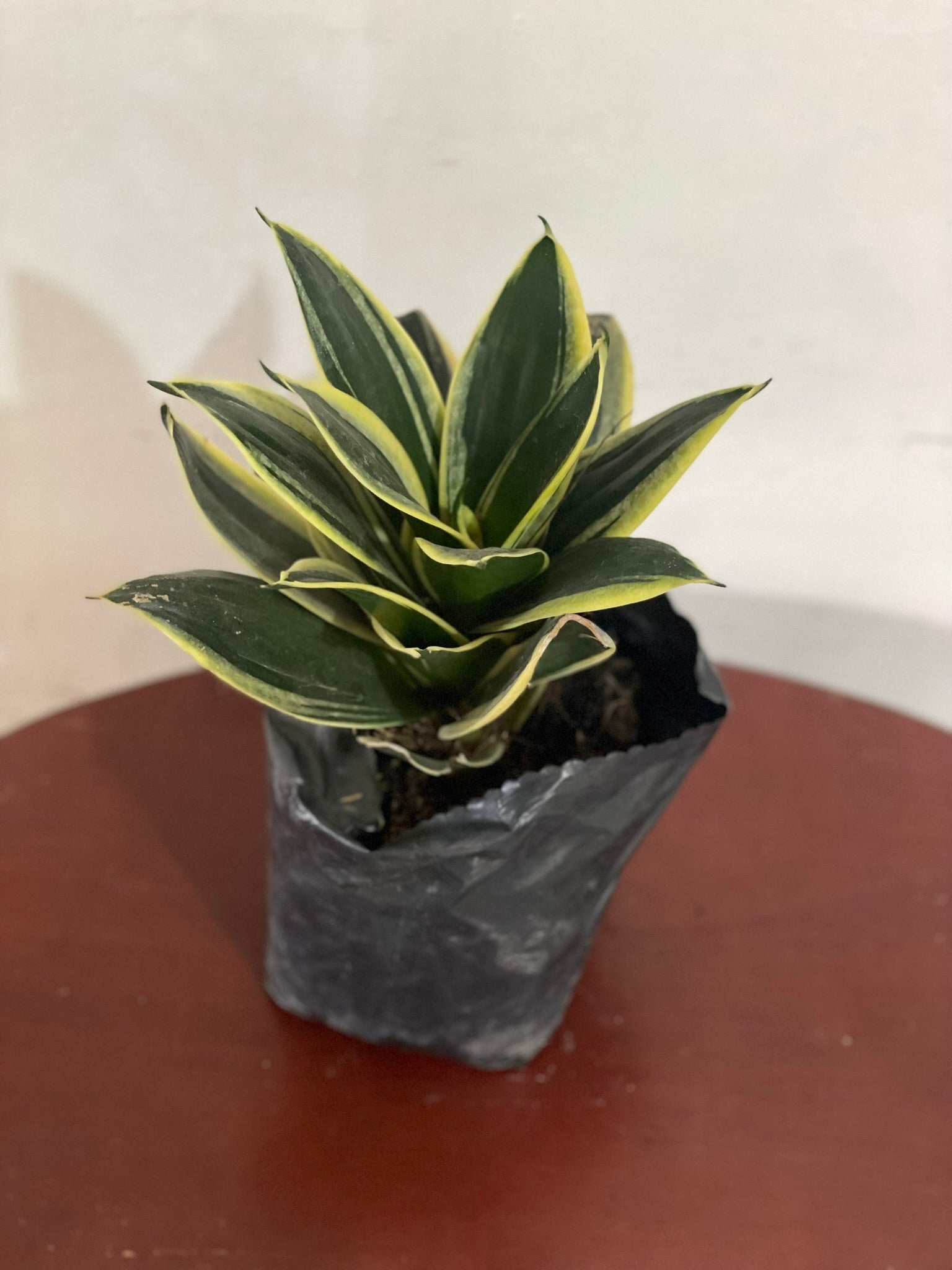 Sansevieria "Black Star"
