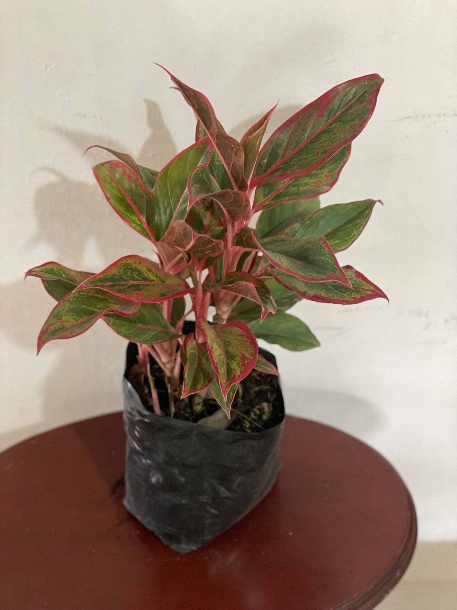 Aglaonema Roja