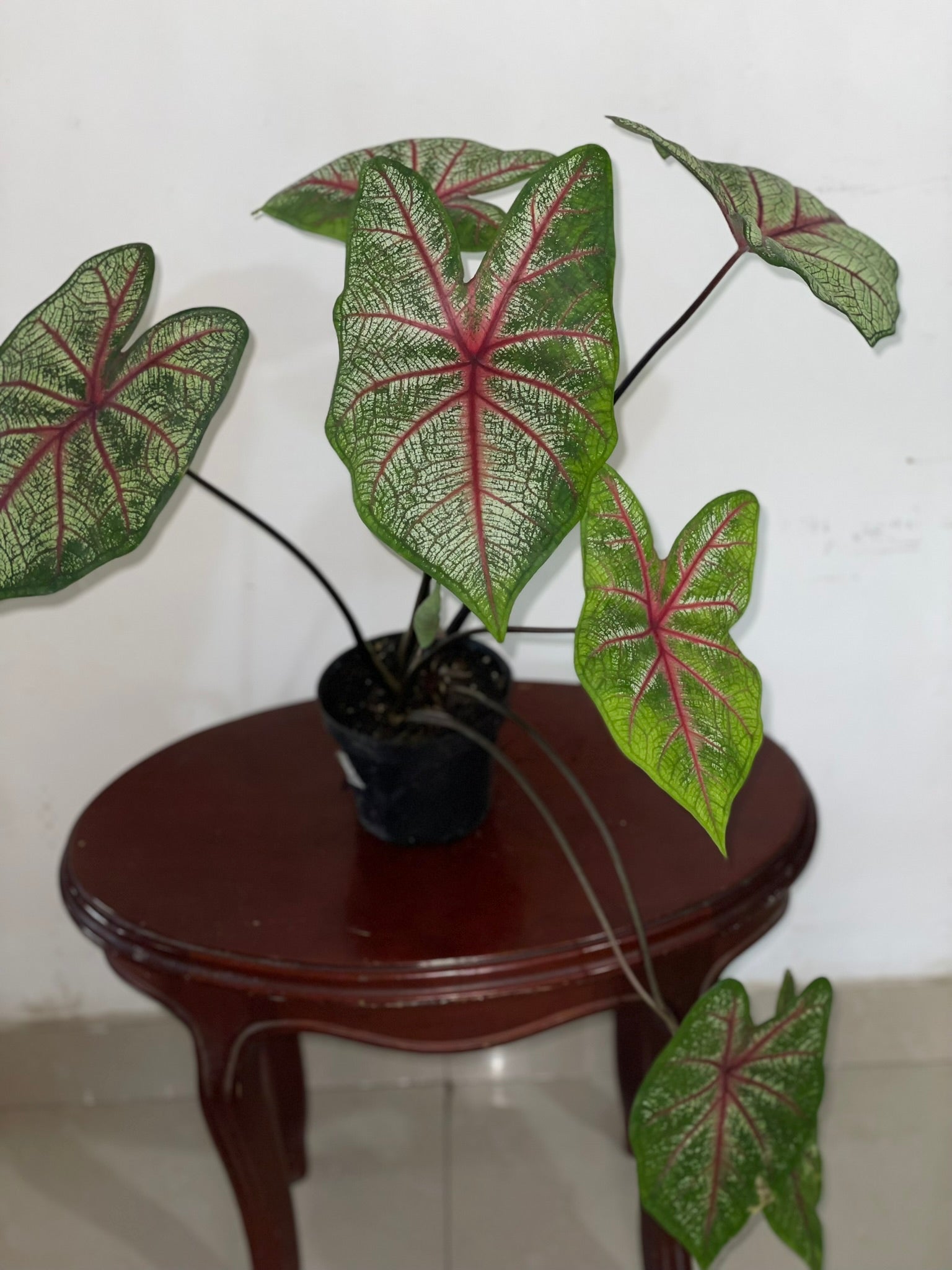 Caladium
