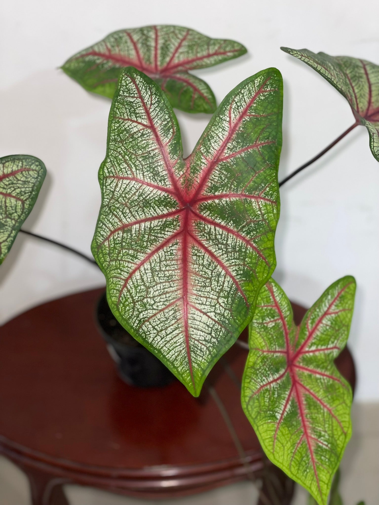 Caladium