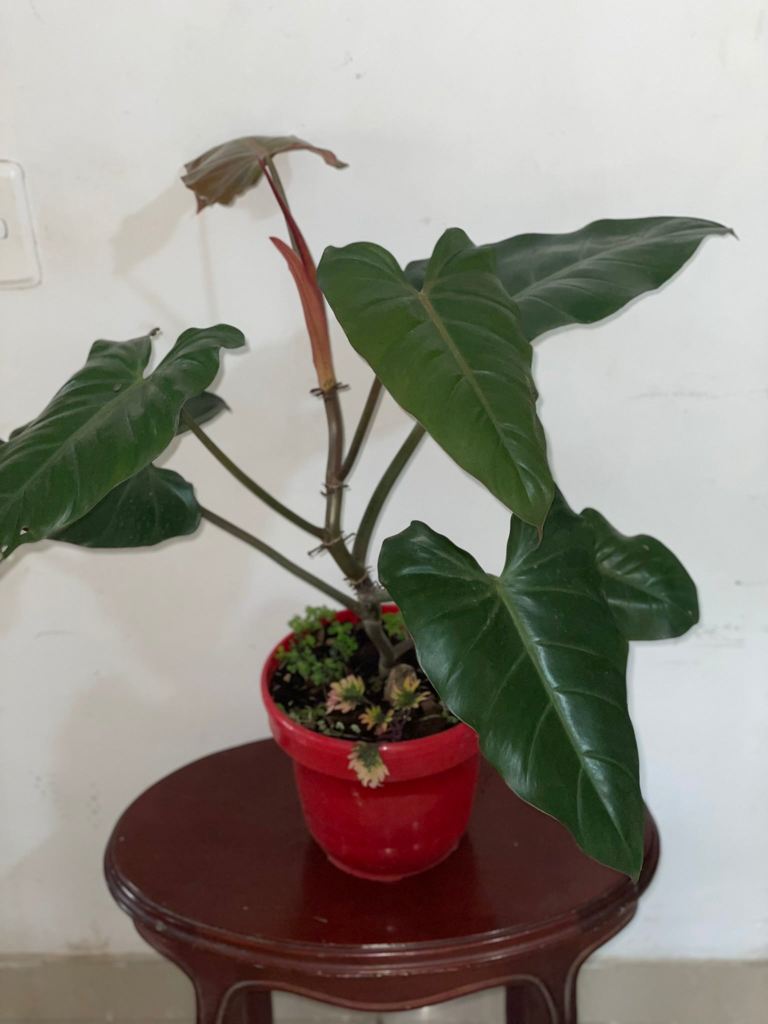 Filodendron