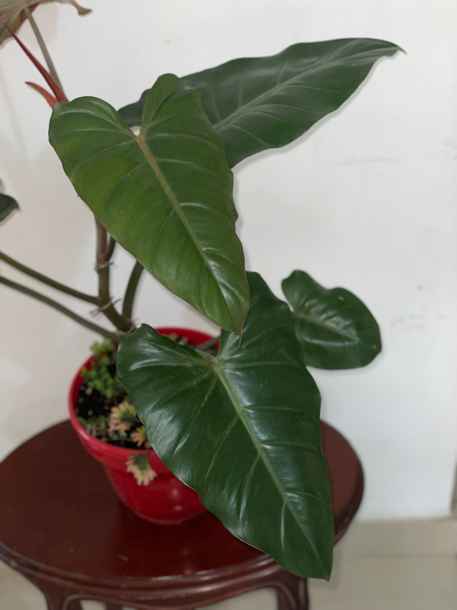 Filodendron