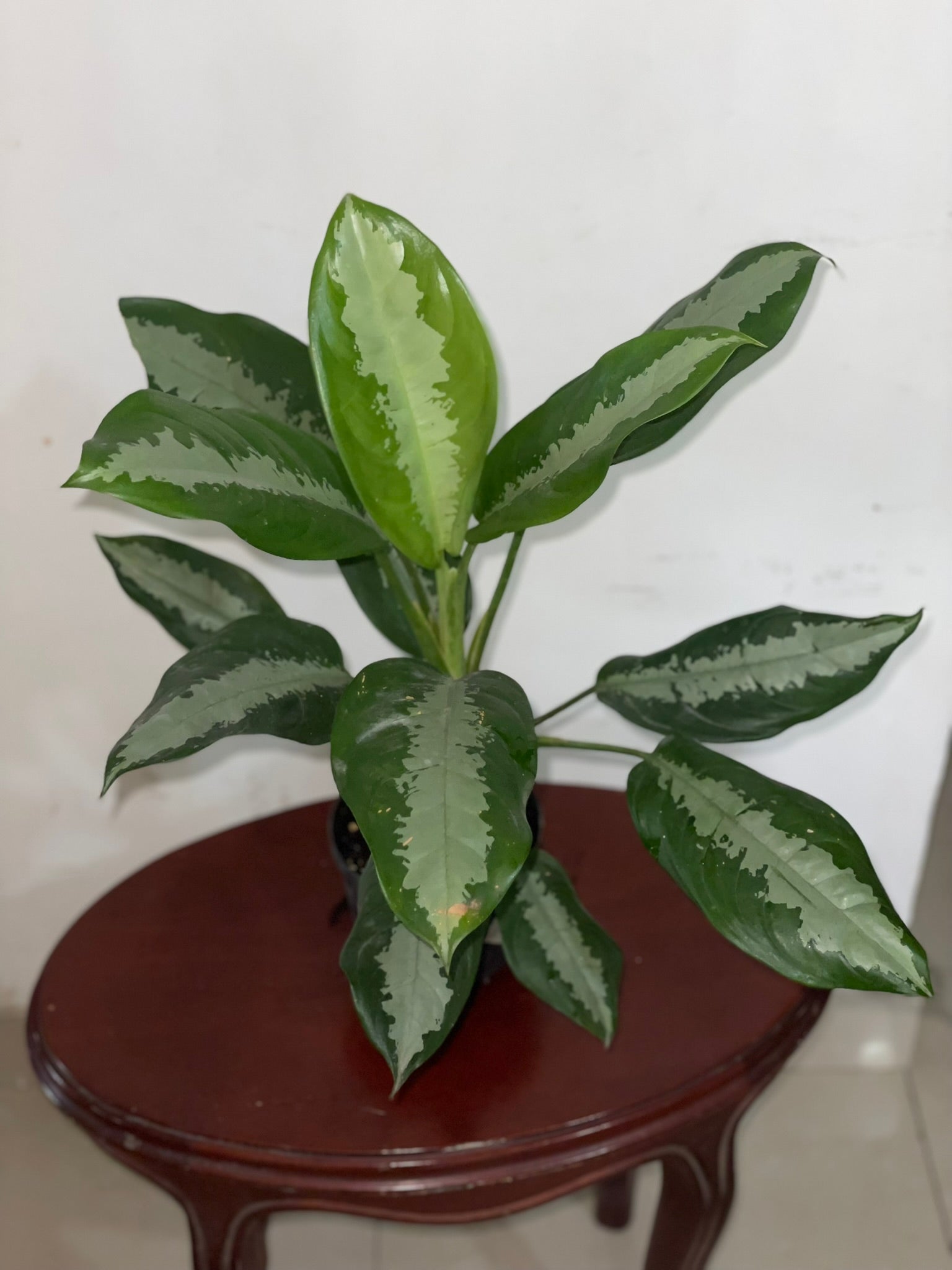 Aglaonema Silver