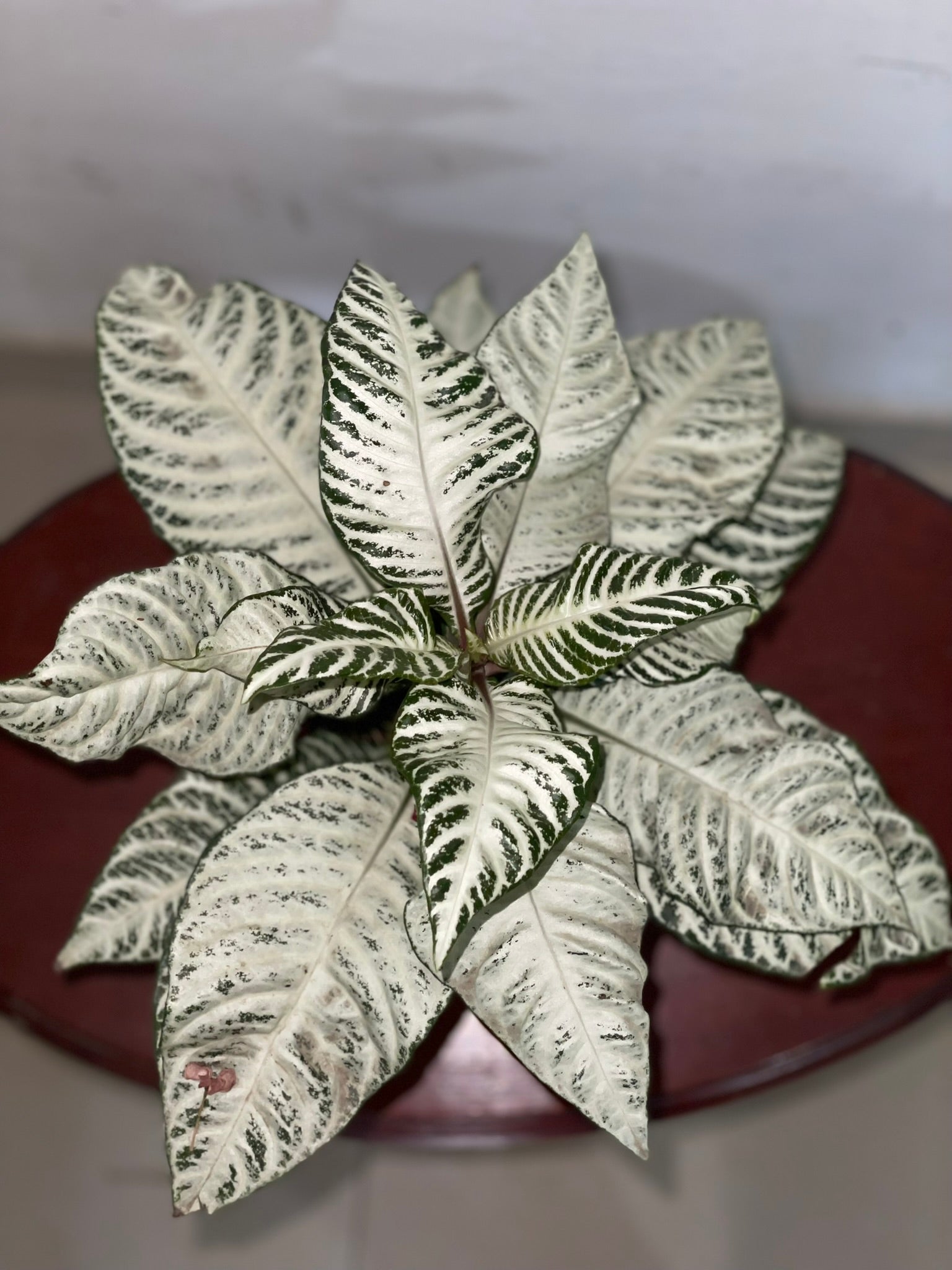 Afelandra Cebra