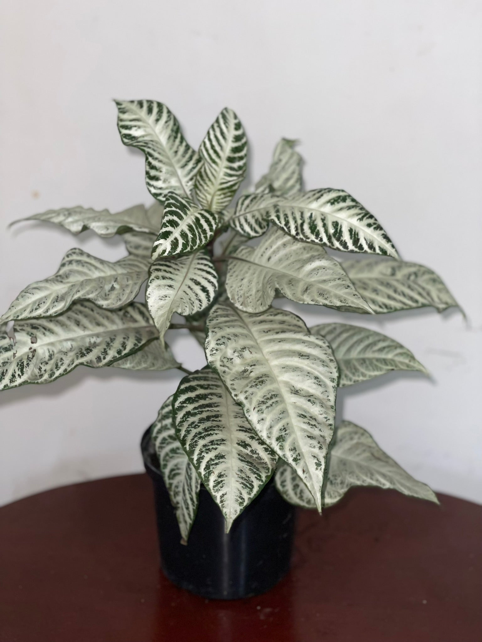 Afelandra Cebra