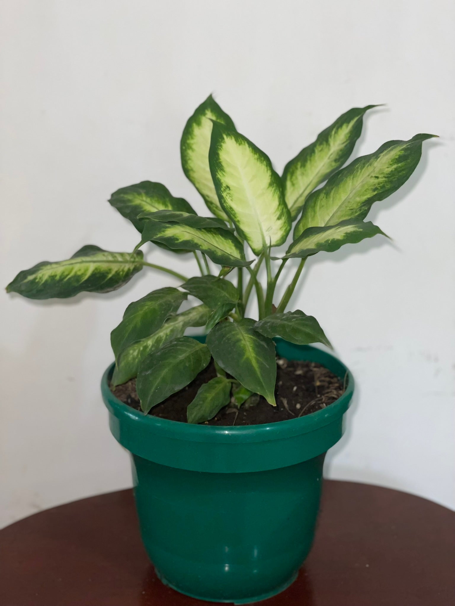 Dieffenbachia "Camila"