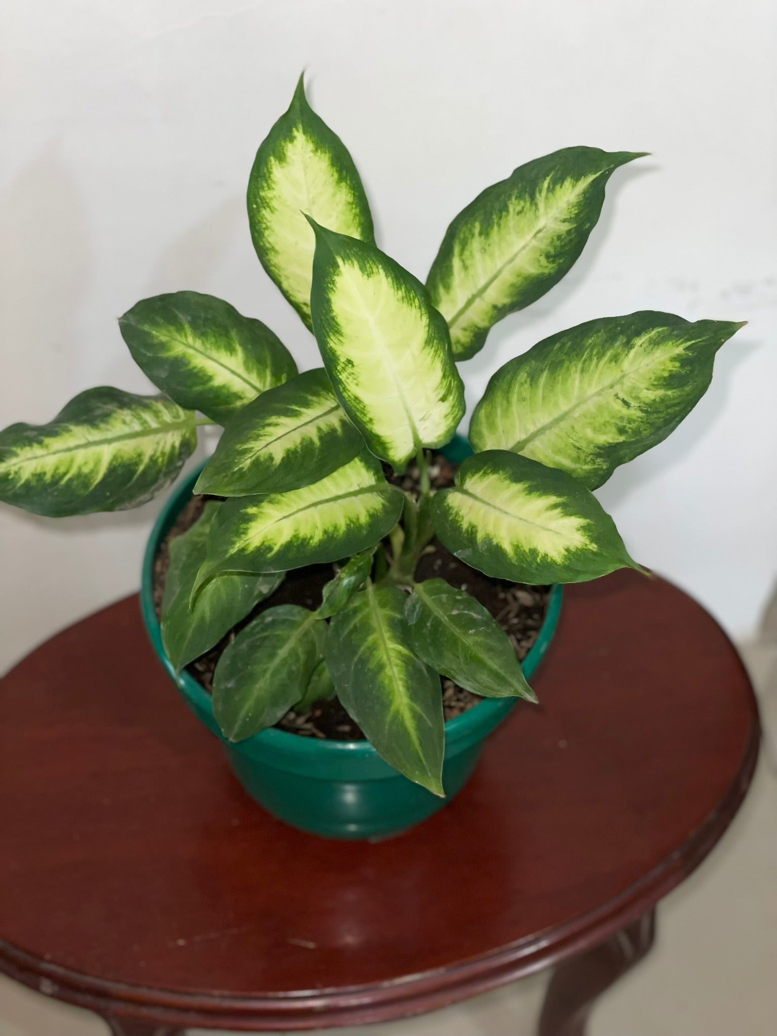 Dieffenbachia "Camila"
