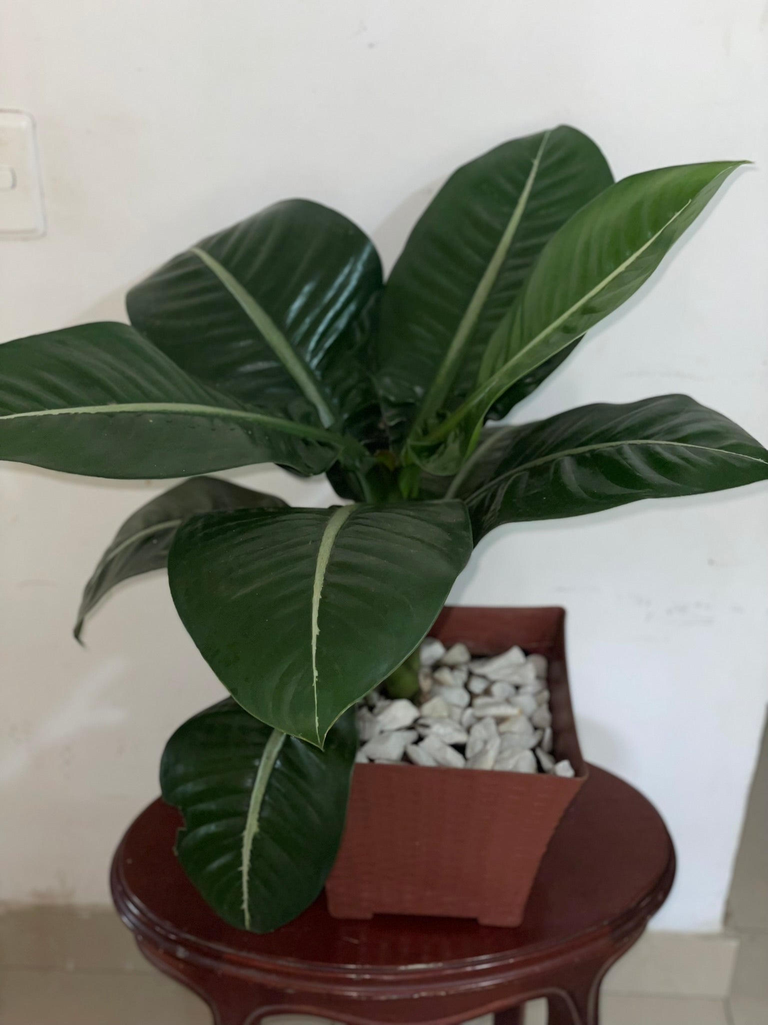 Dieffenbachia "Chucha Macho"