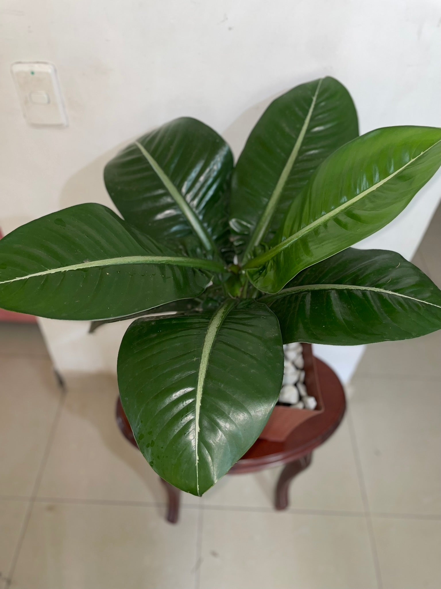 Dieffenbachia "Chucha Macho"