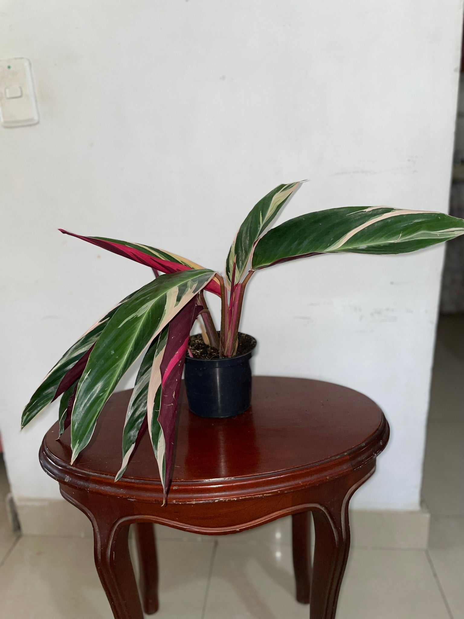 Calathea Triostar