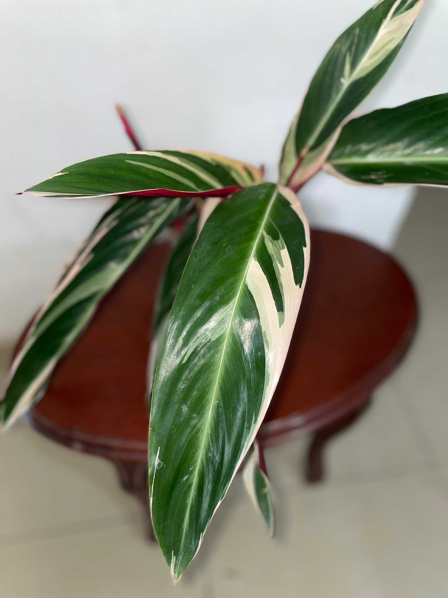Calathea Triostar