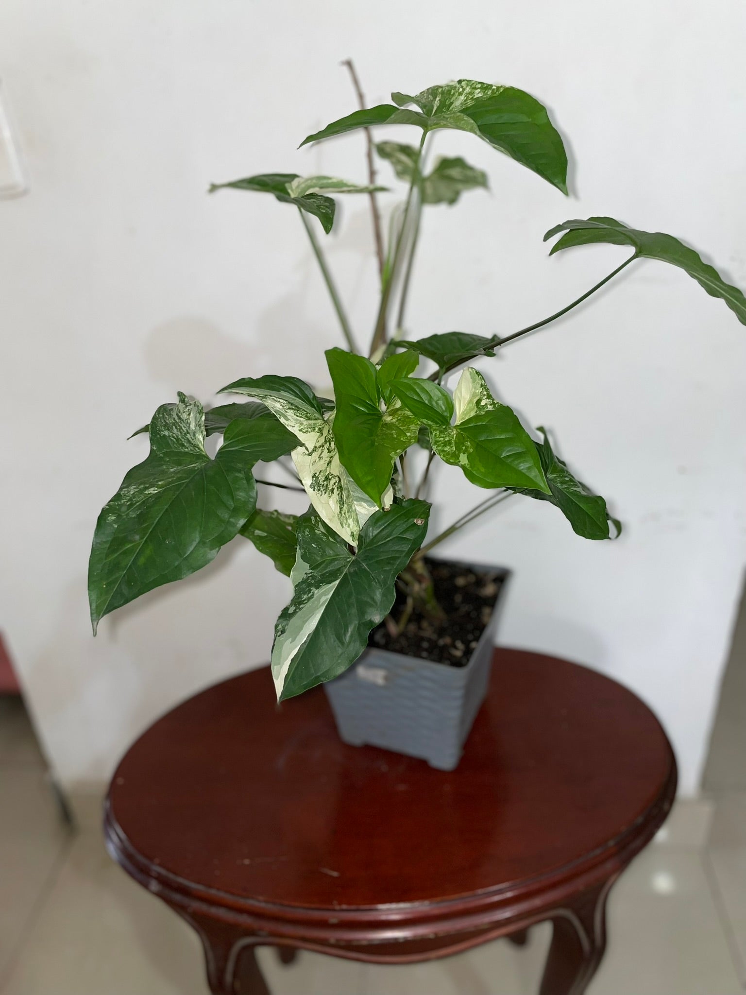 Singonio Variegado