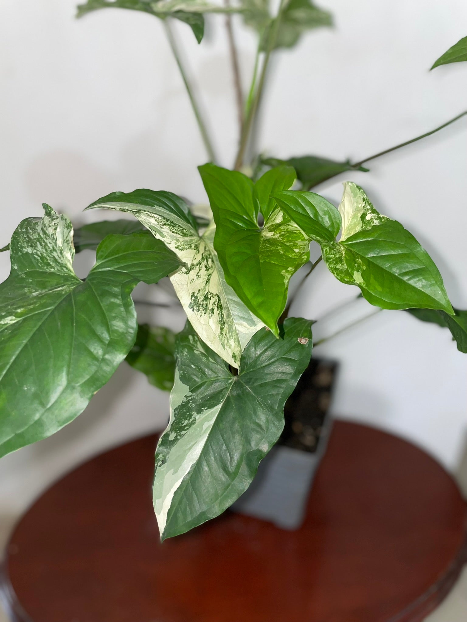 Singonio Variegado
