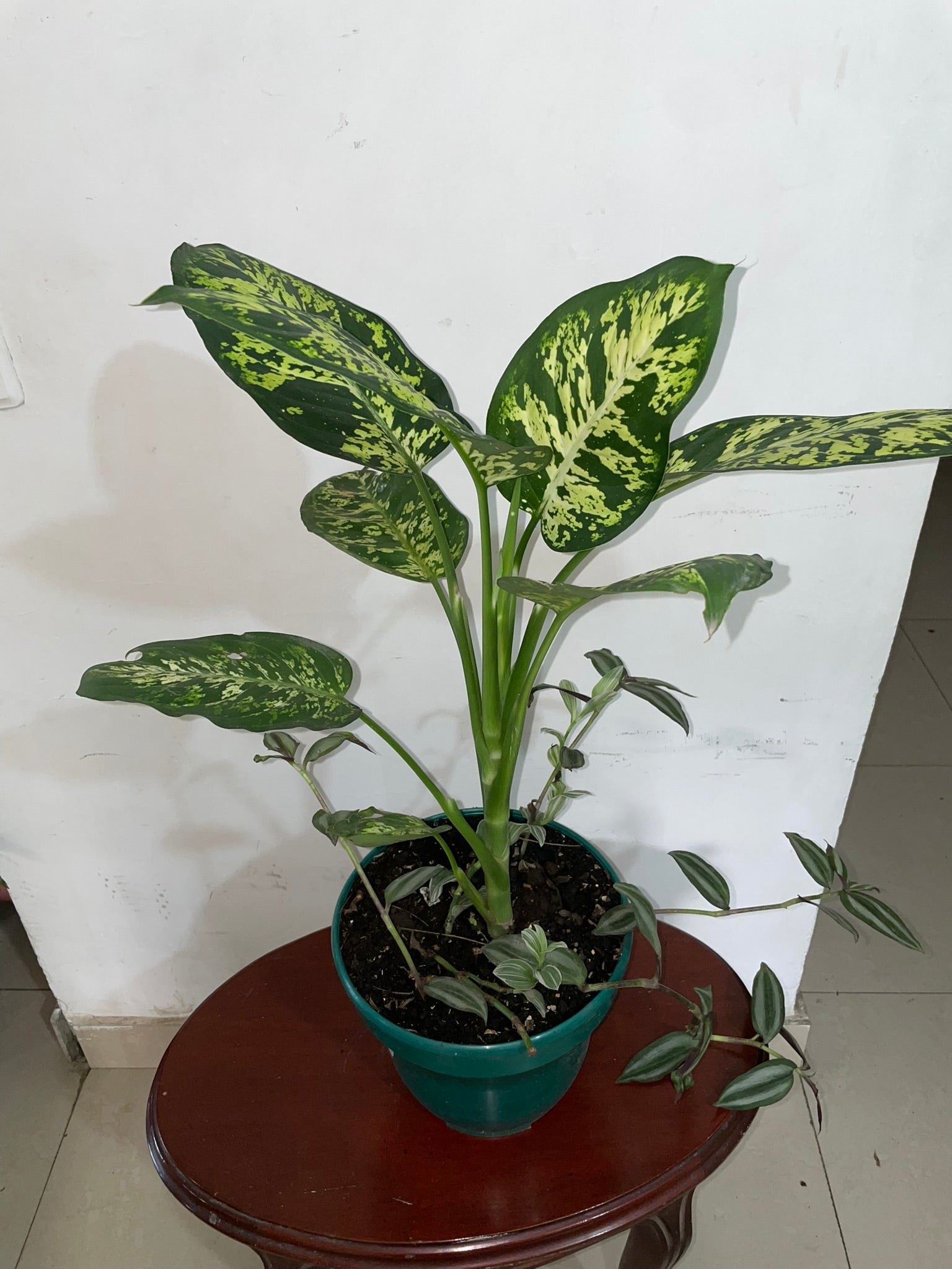 Dieffenbachia Bausei