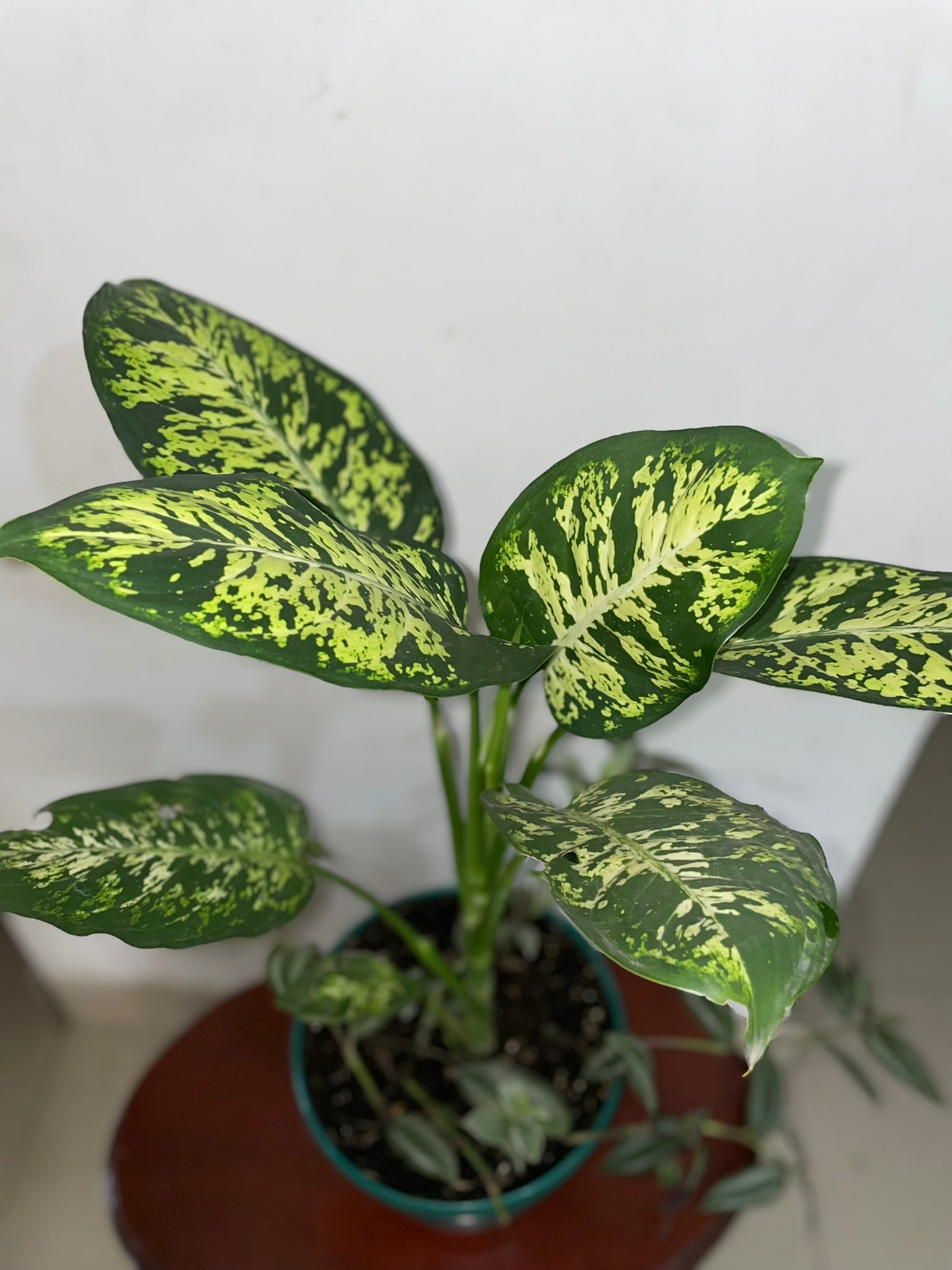 Dieffenbachia Bausei