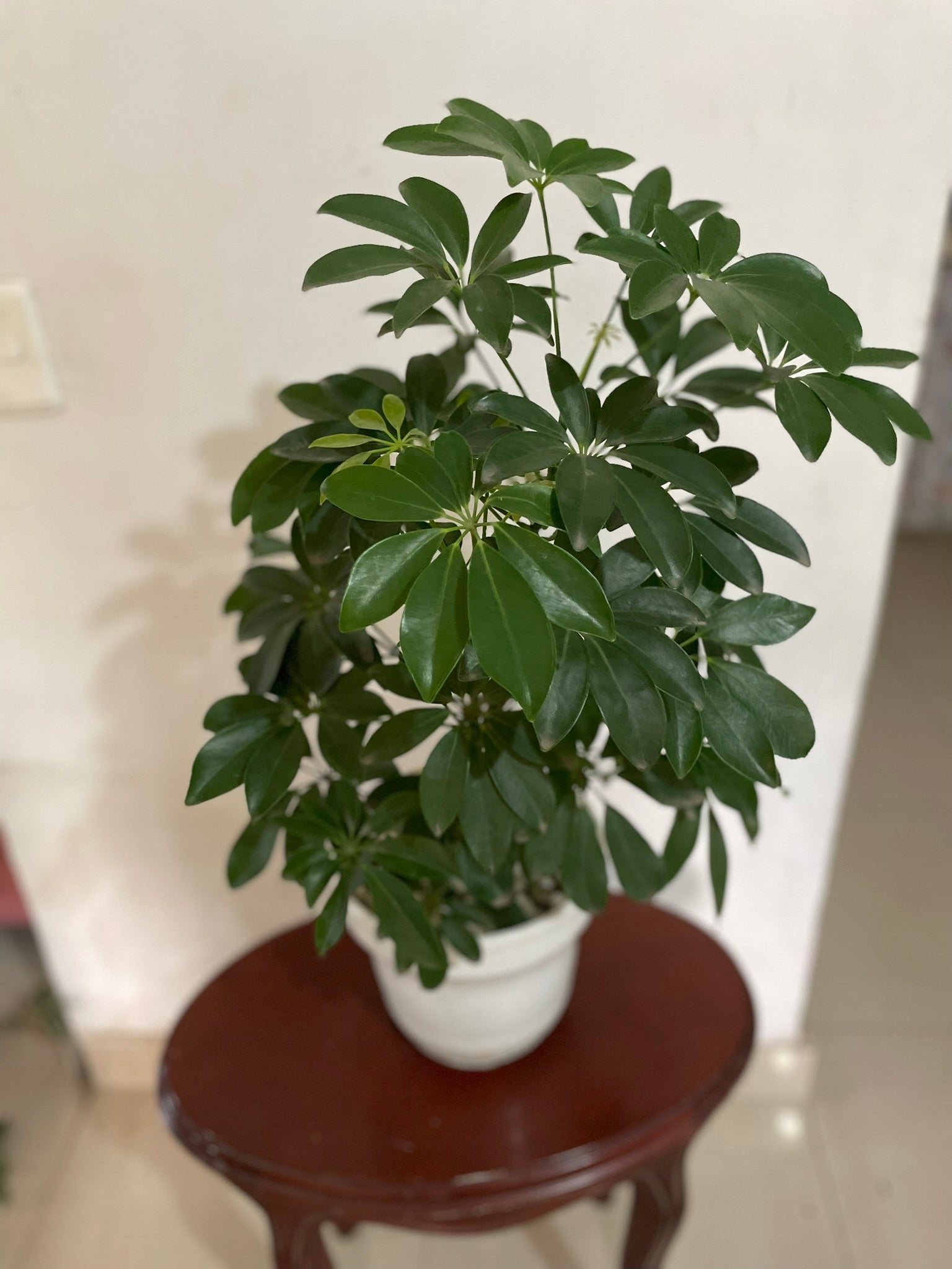 Schefflera