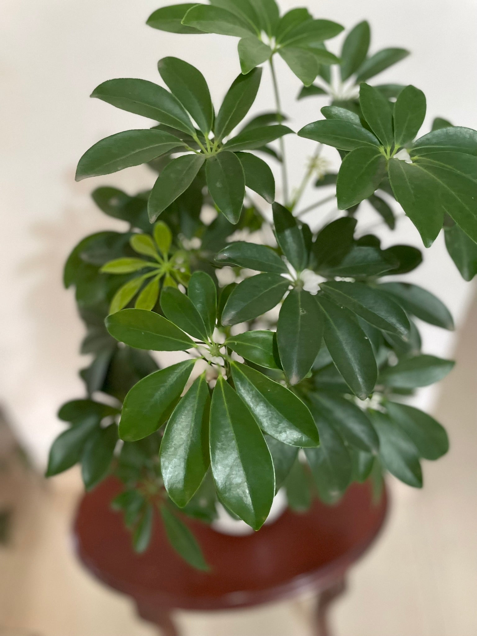 Schefflera