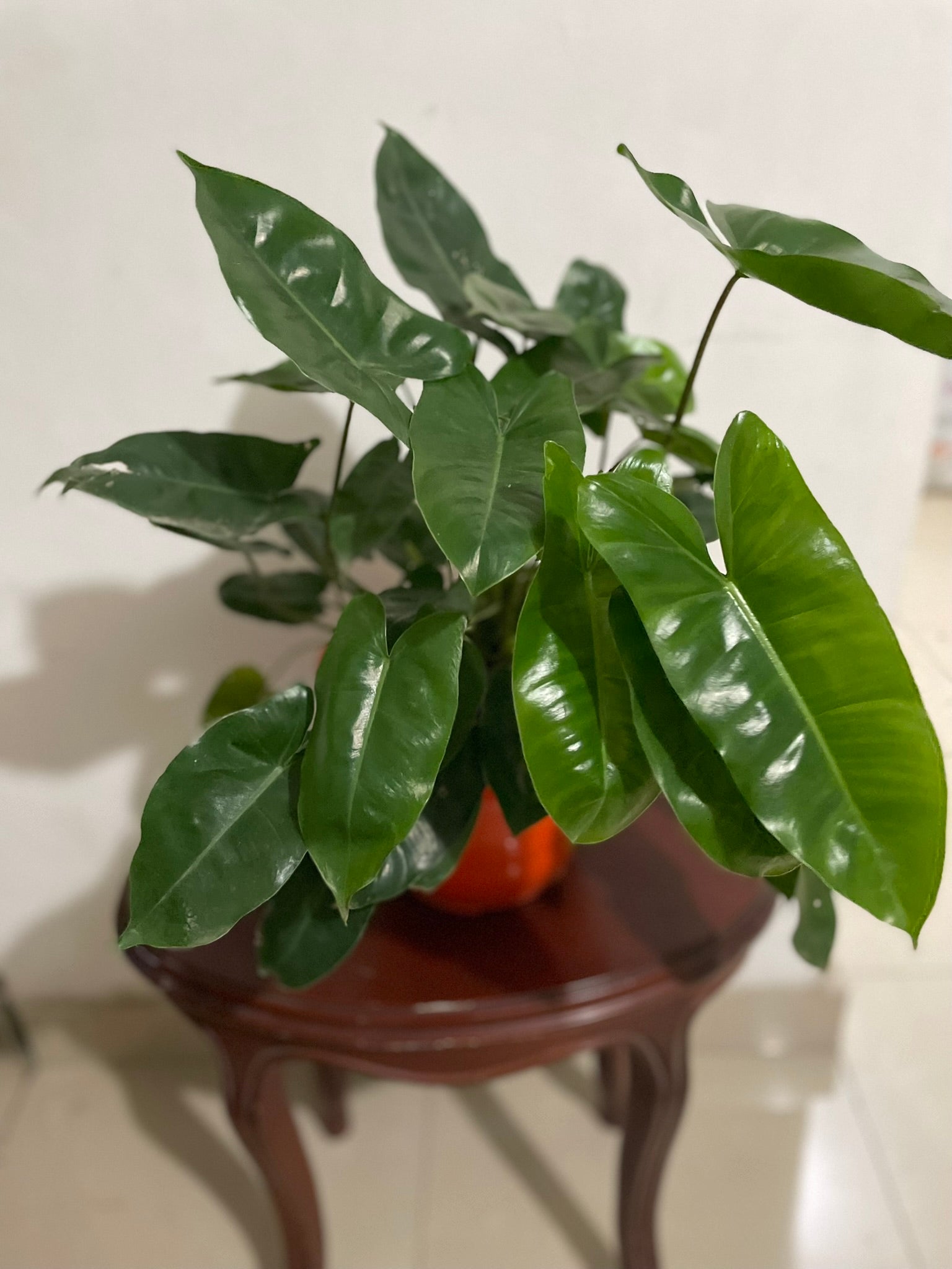 Filodendron