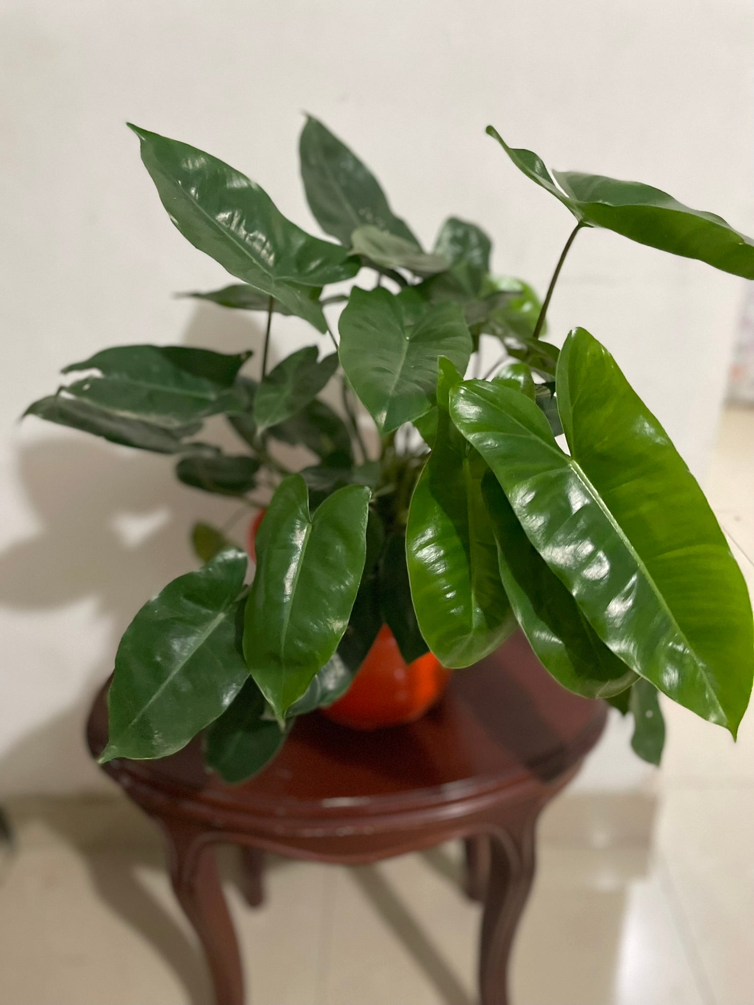 Filodendron