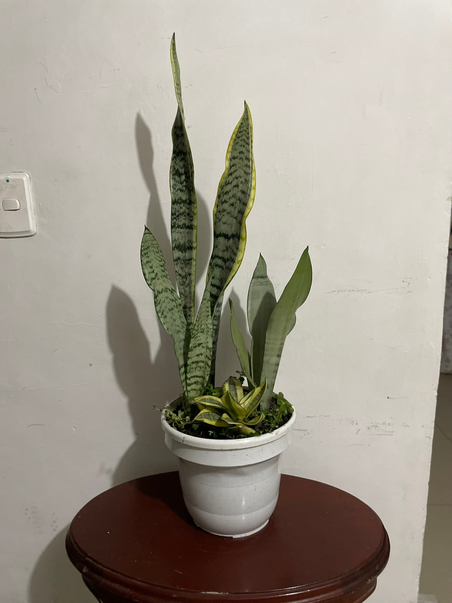 Mix Sansevieria