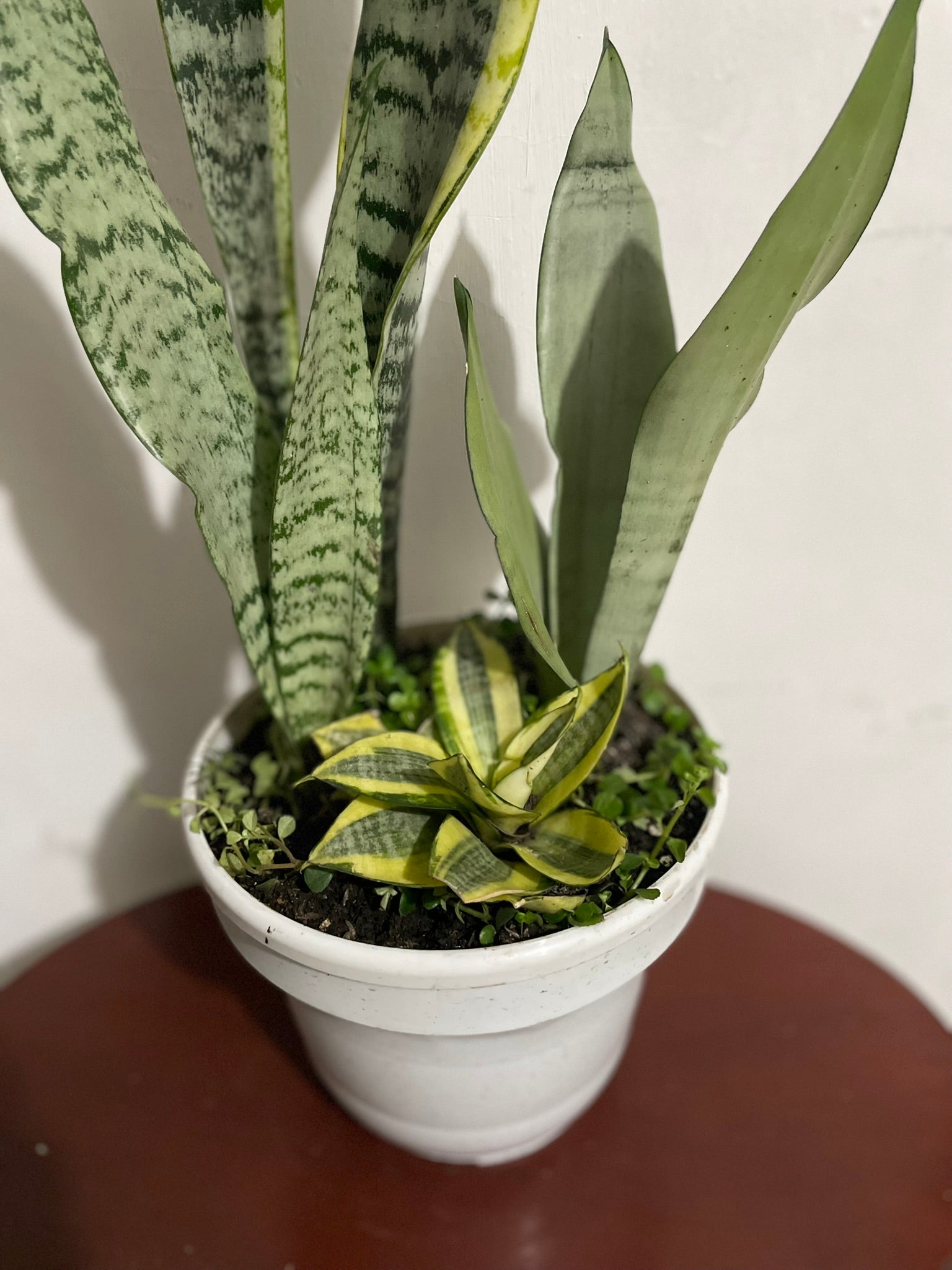 Mix Sansevieria