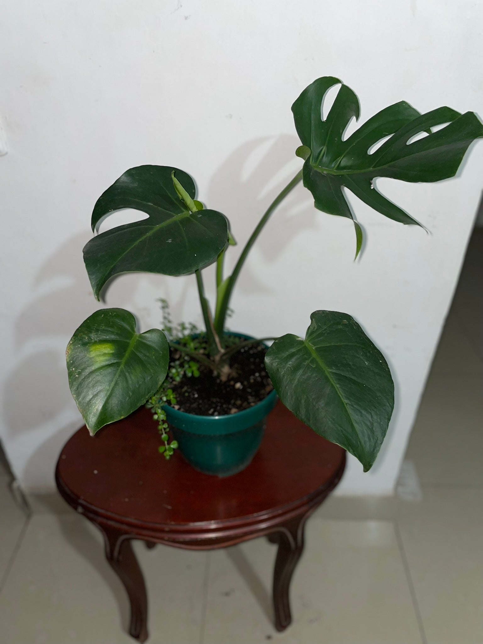 Monstera "Costilla de Adán"