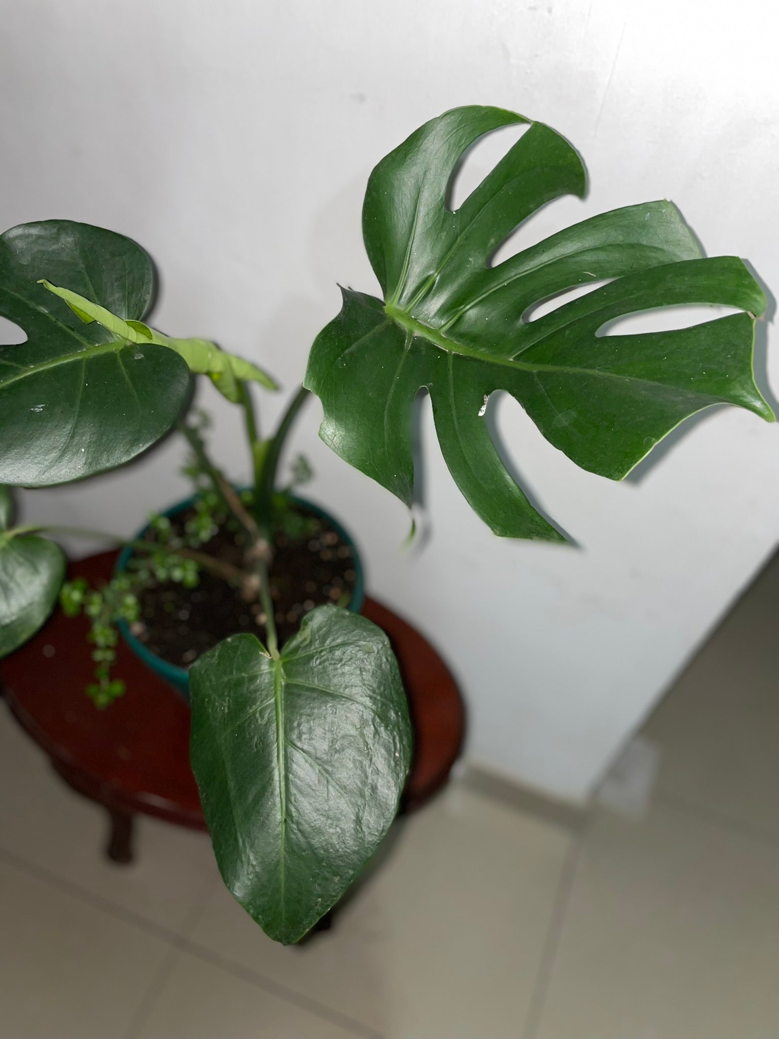 Monstera "Costilla de Adán"