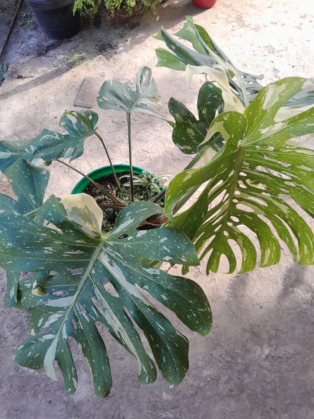 Monstera "Costilla de Adán" Variegada