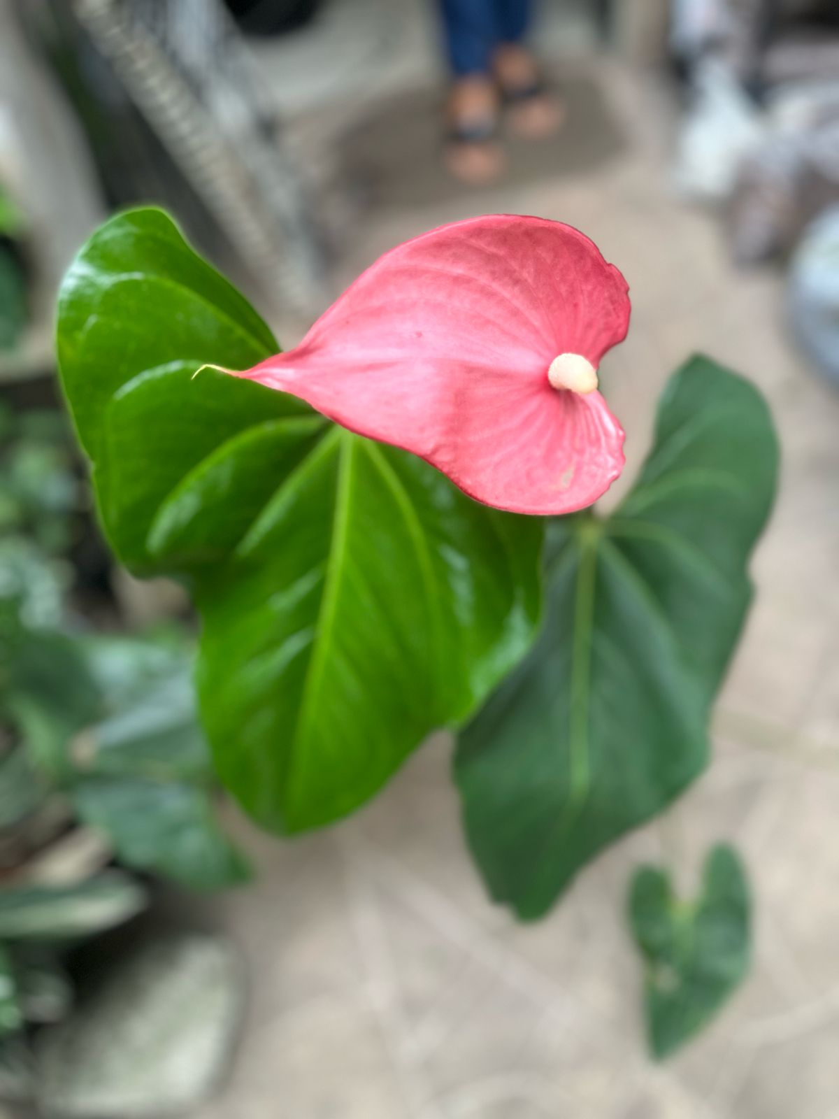 Anturio