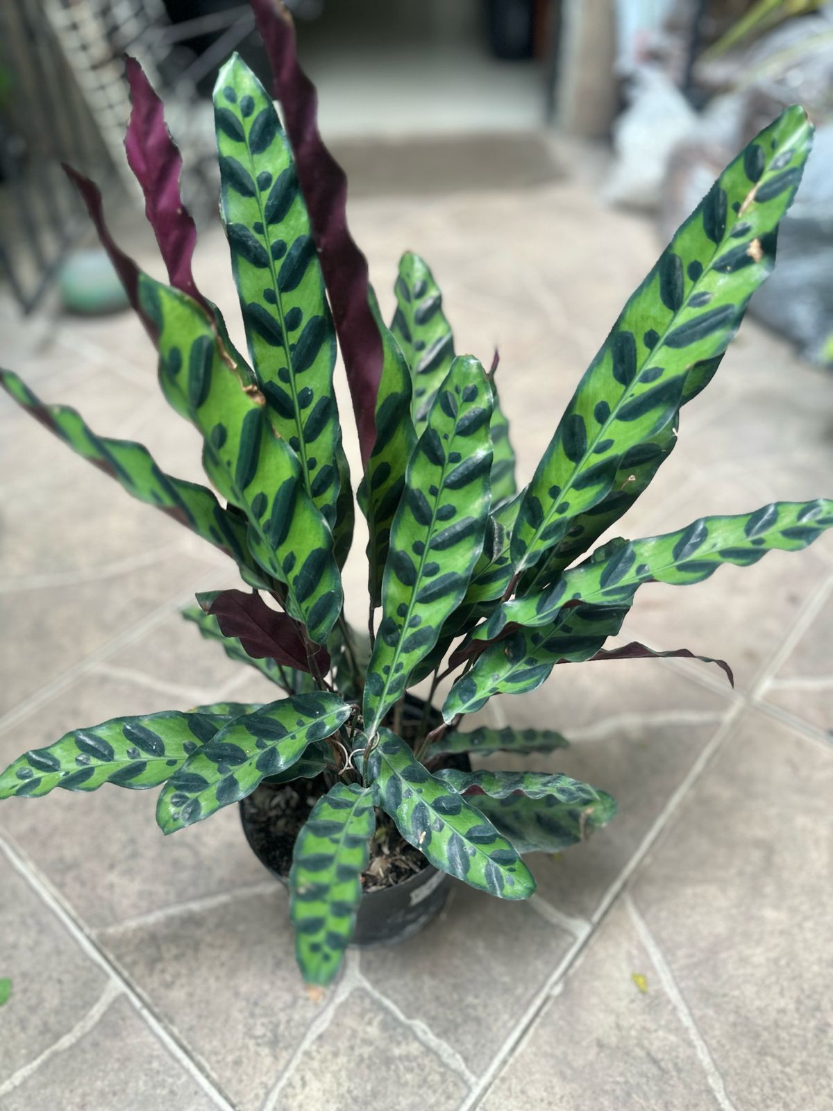 Calathea "Cola de Pavo"