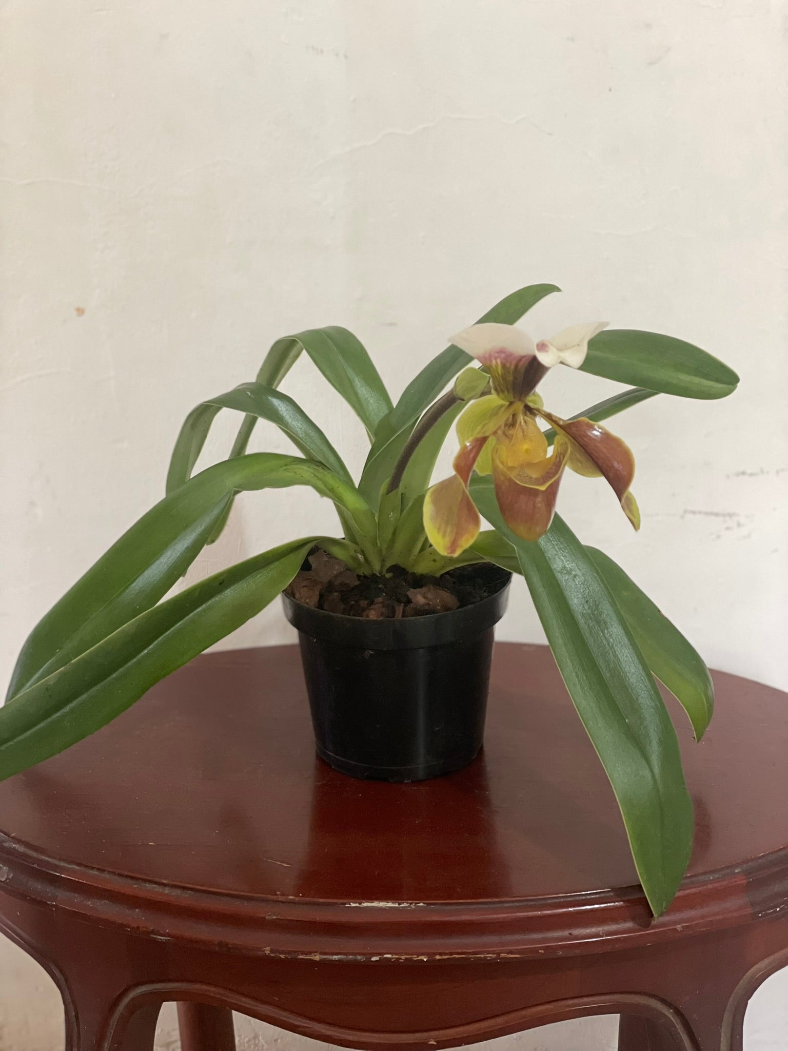 Orquidea "Zapatico"