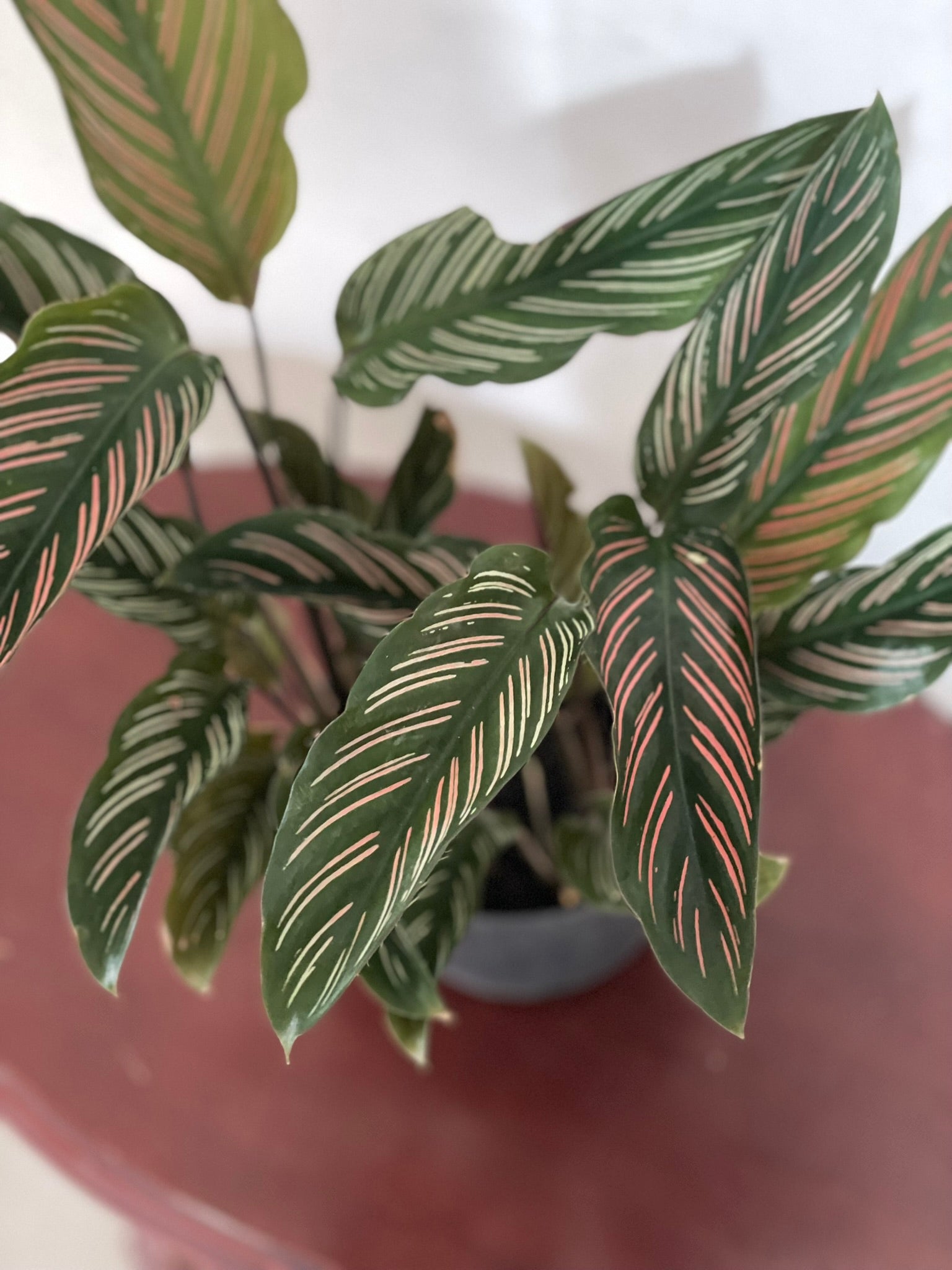 Calathea Ornata