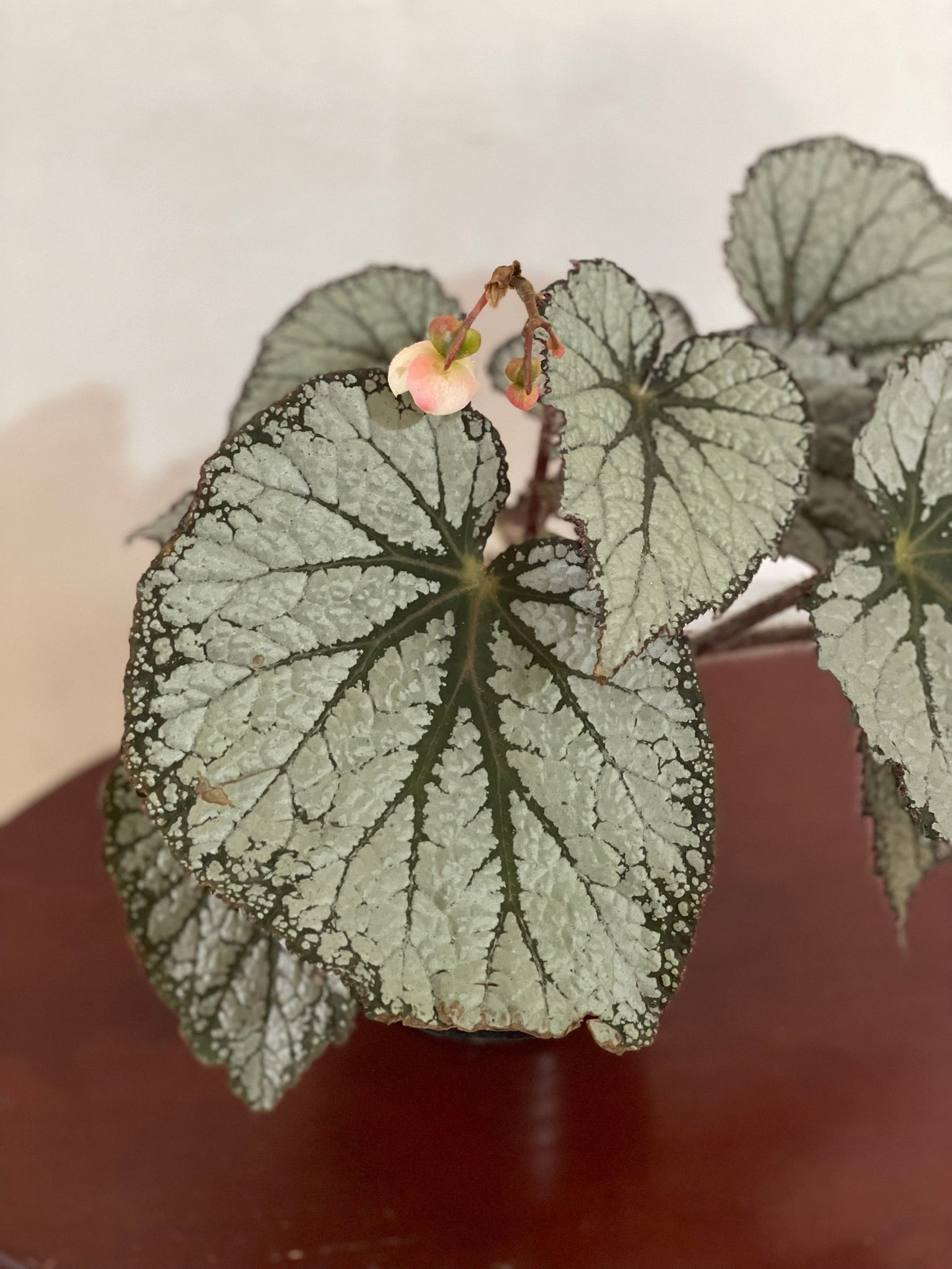 Begonia Rex