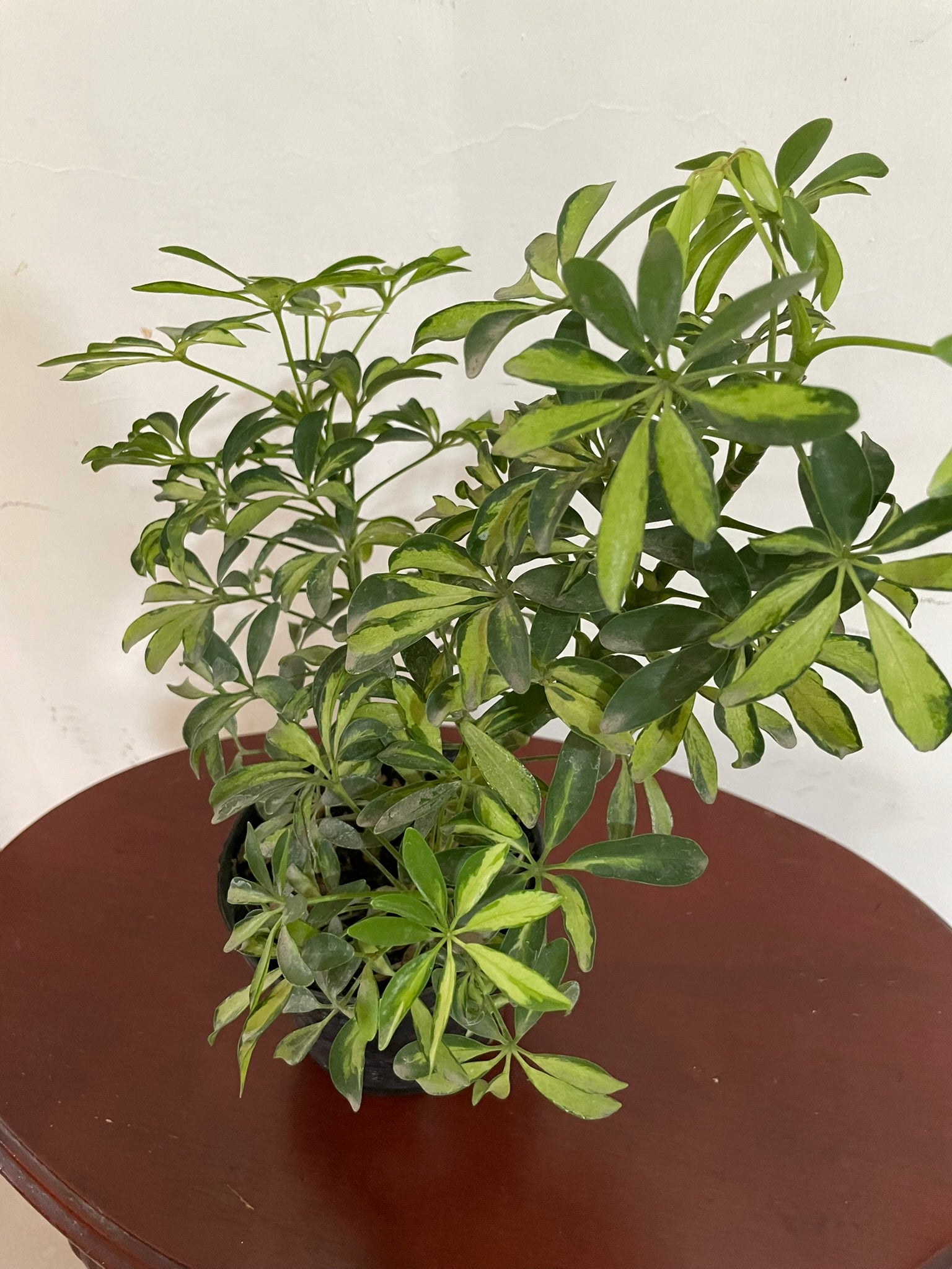 Schefflera Arboricola