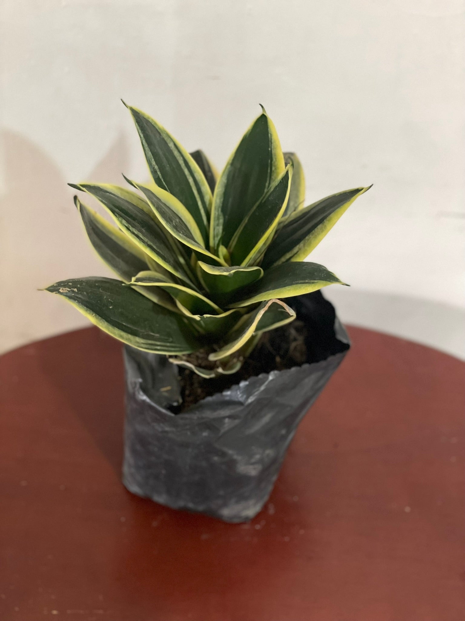 Sansevieria "Black Star"