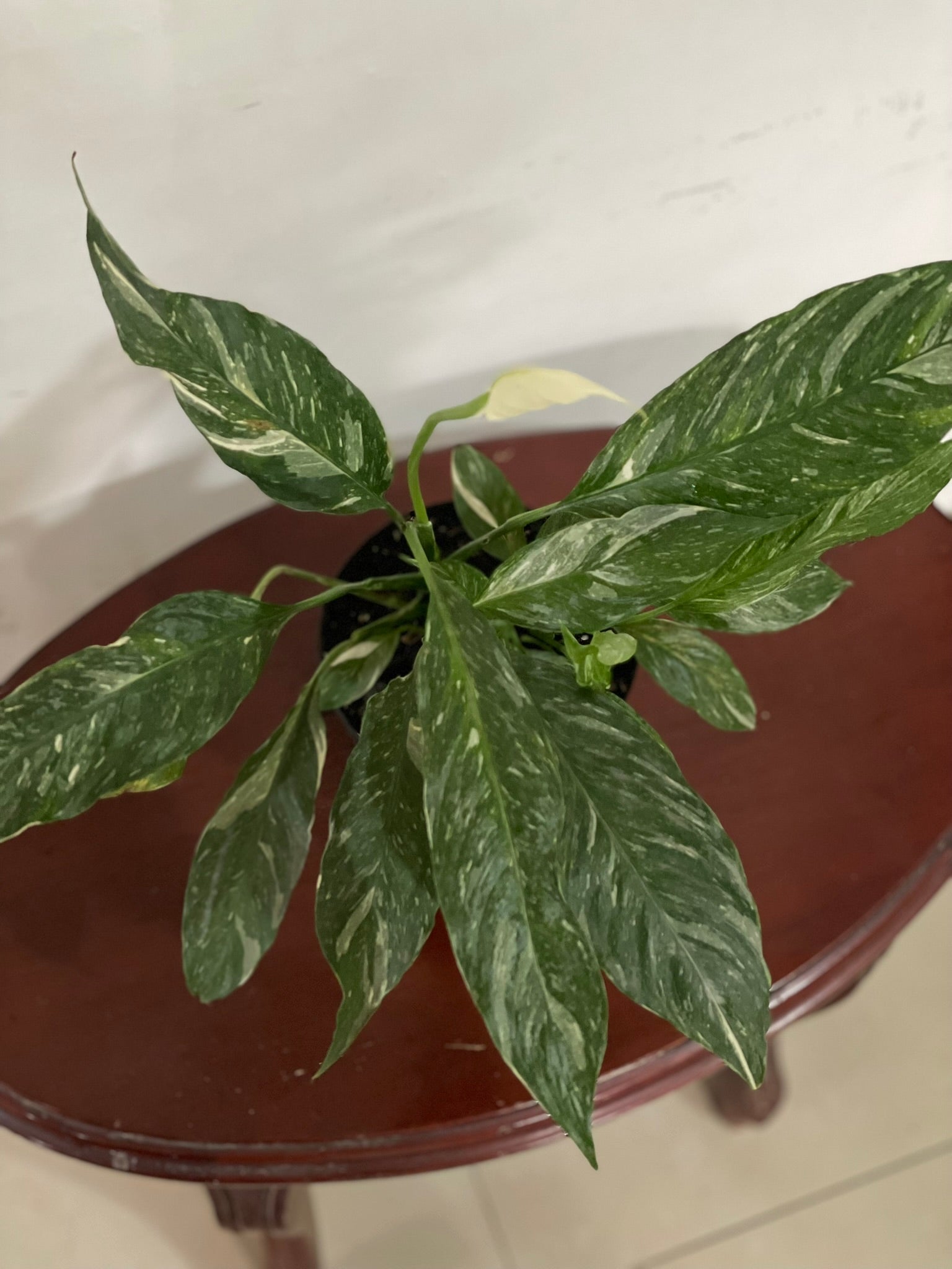 Cuna de Moisés variegada