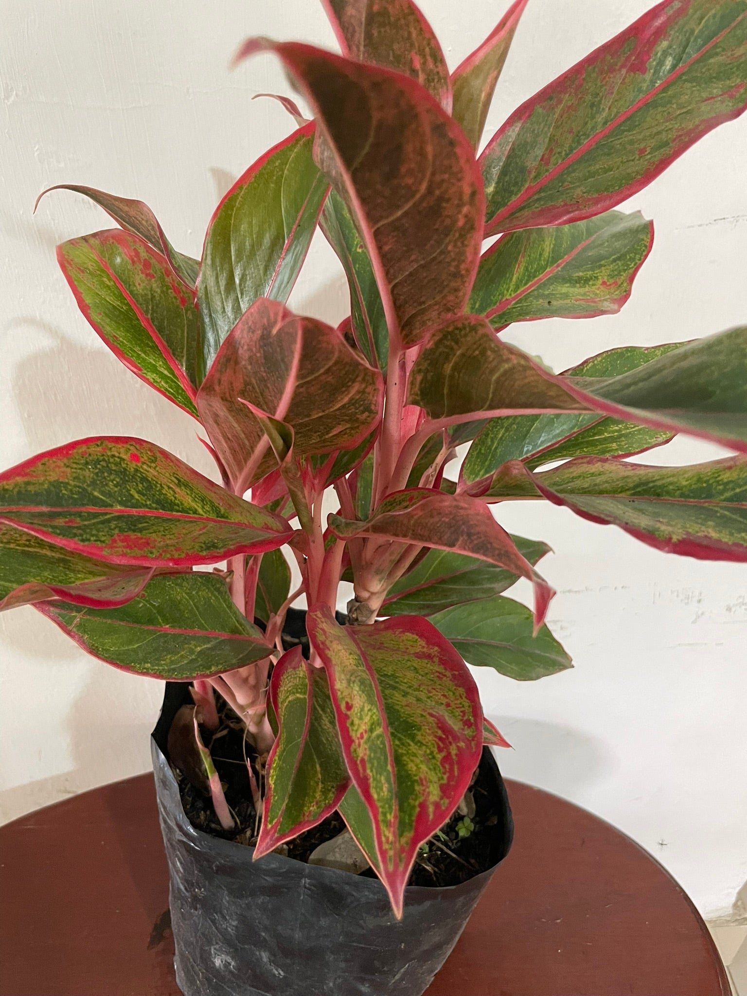Aglaonema Roja