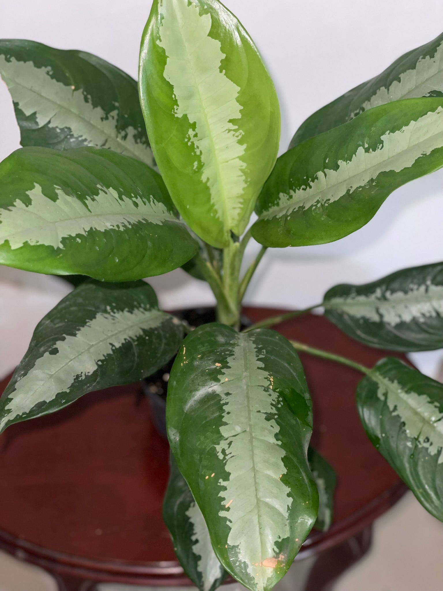 Aglaonema Silver
