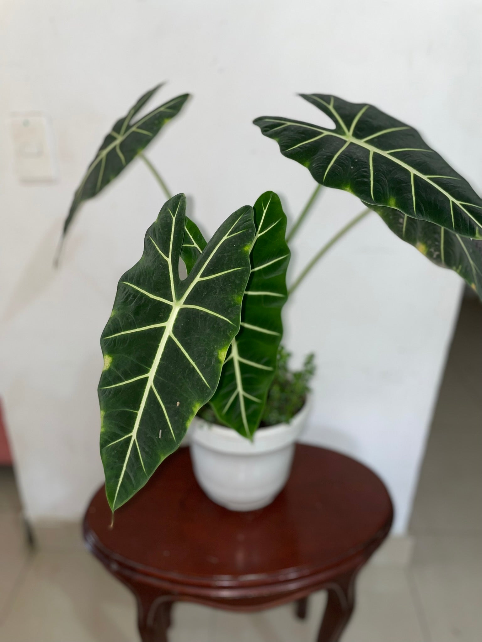 Alocasia Frydek