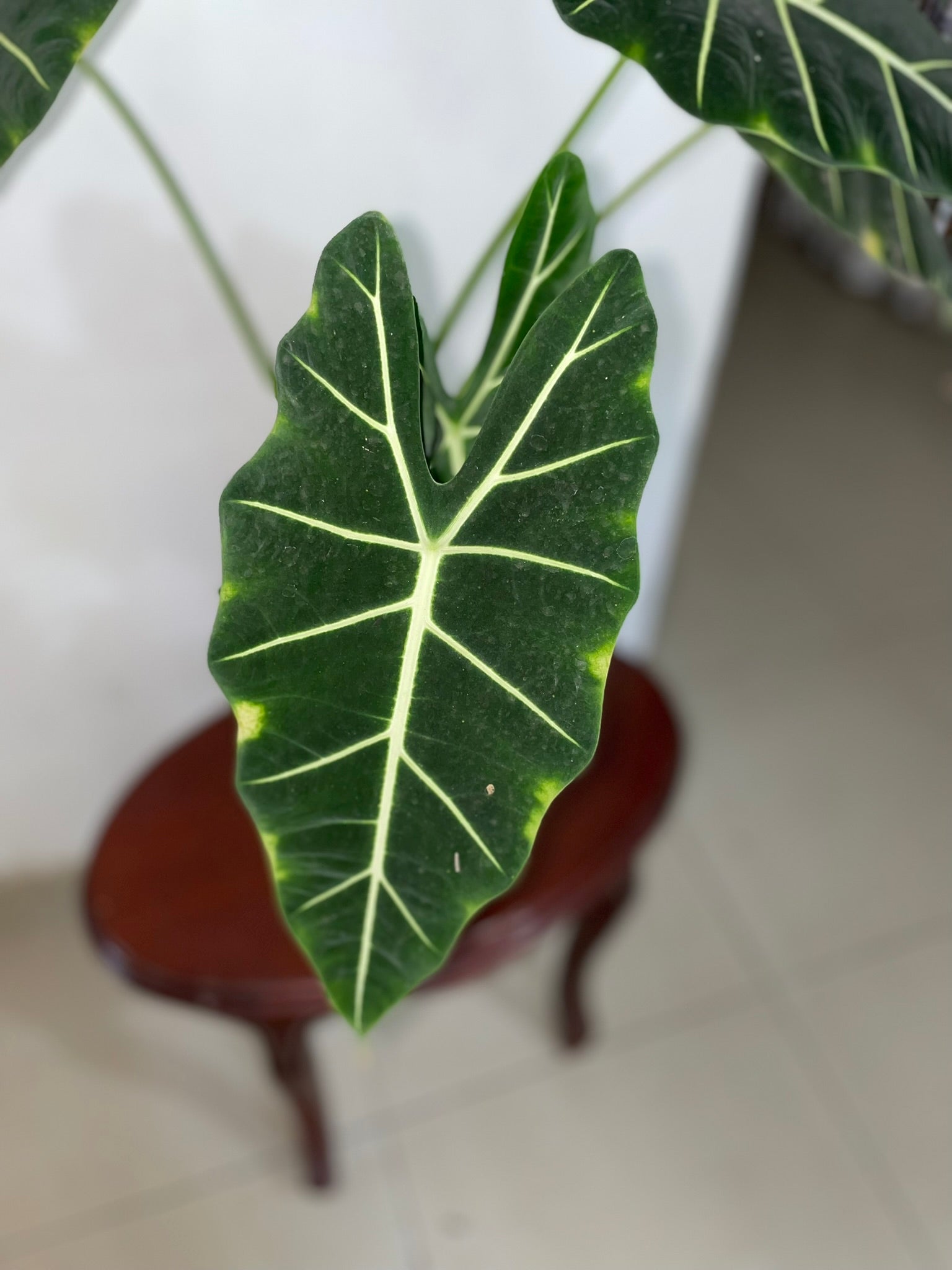 Alocasia Frydek