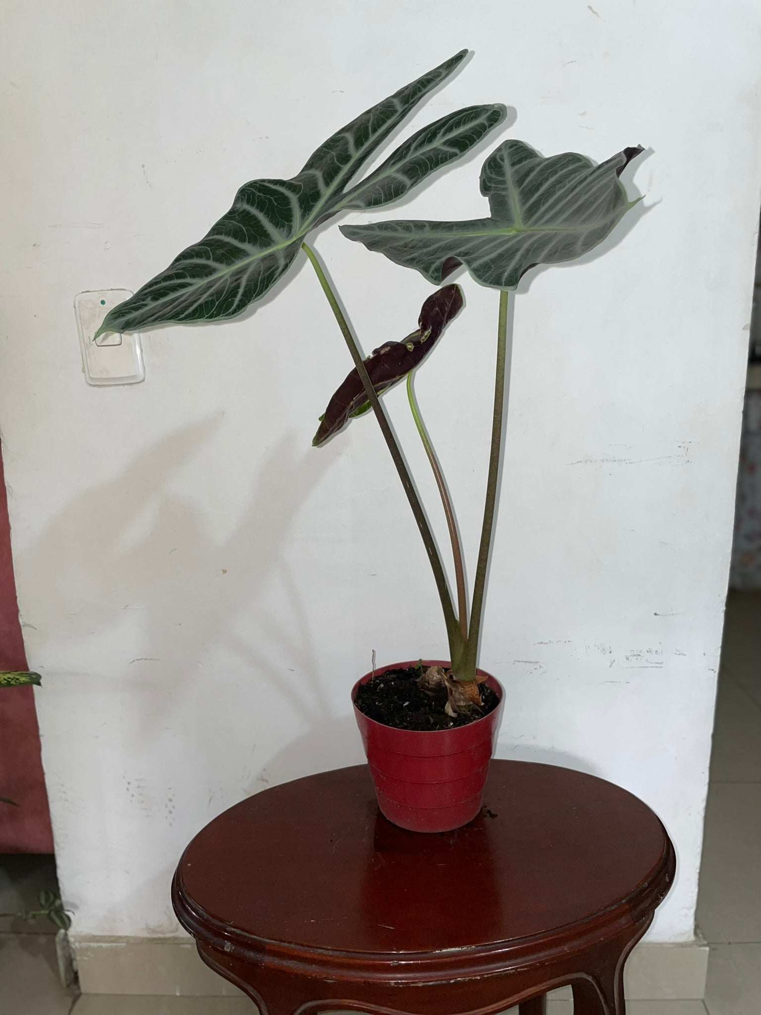 Alocasia