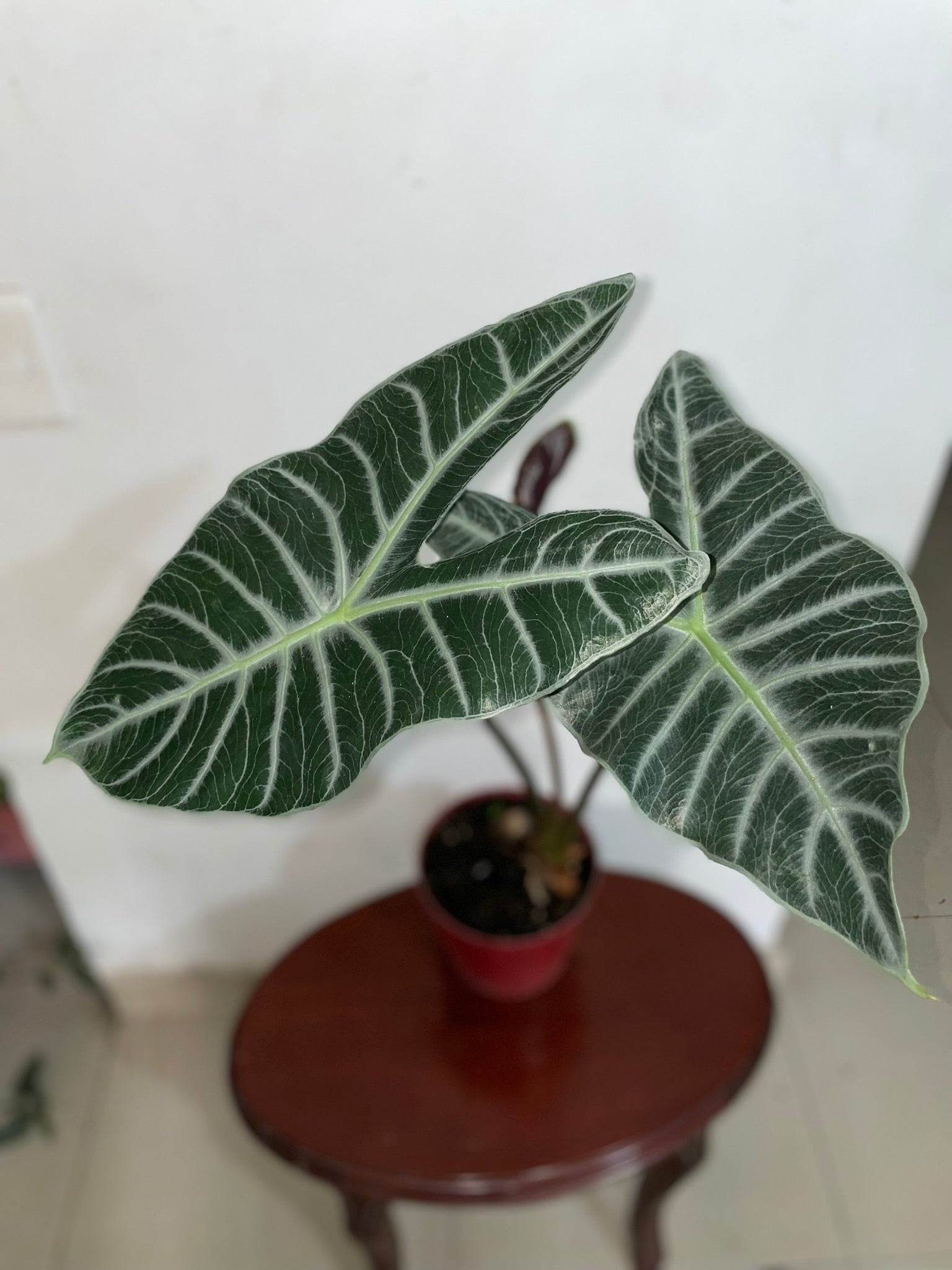 Alocasia