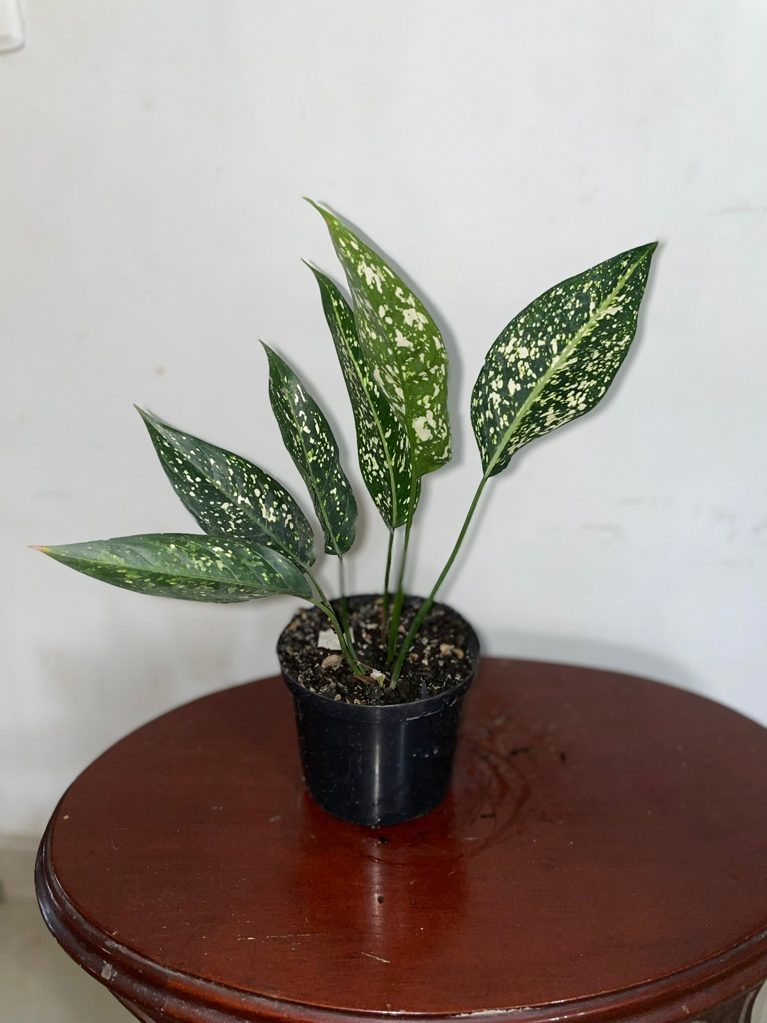 Aglaonema "Perdíz"