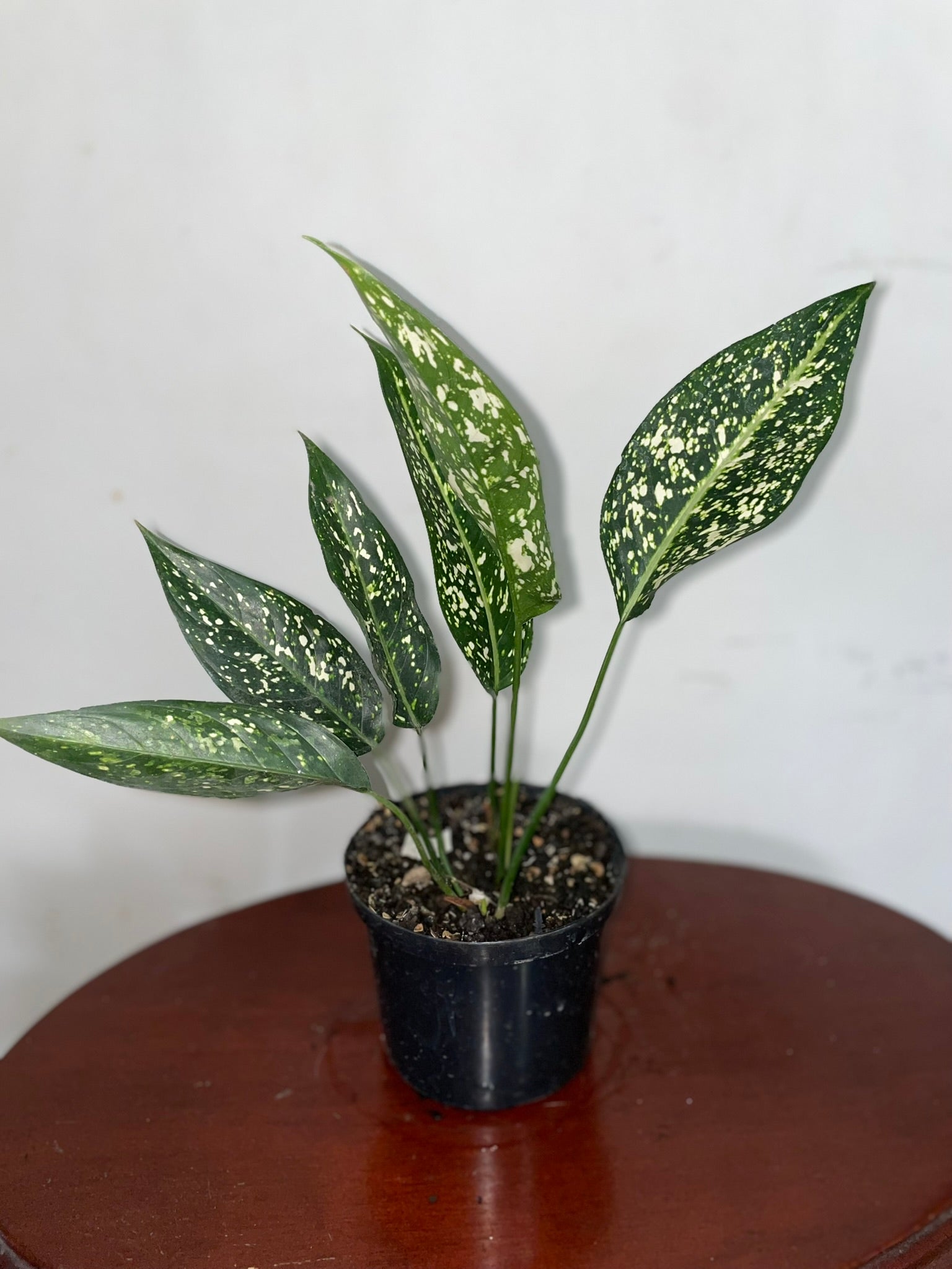 Aglaonema "Perdíz"